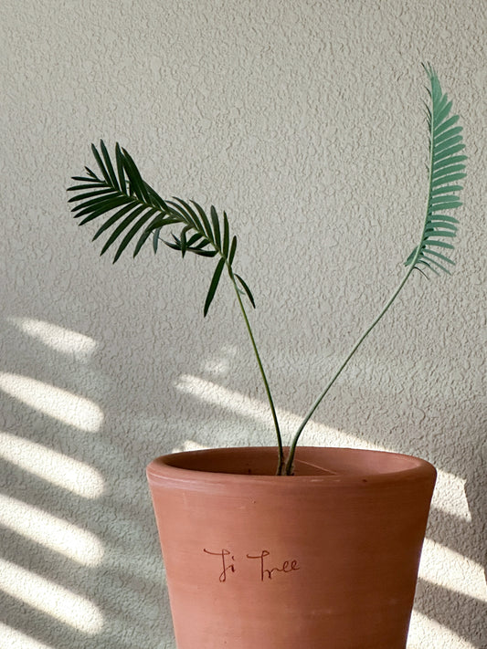 Dioon Edule in Ti Tree terracotta pot