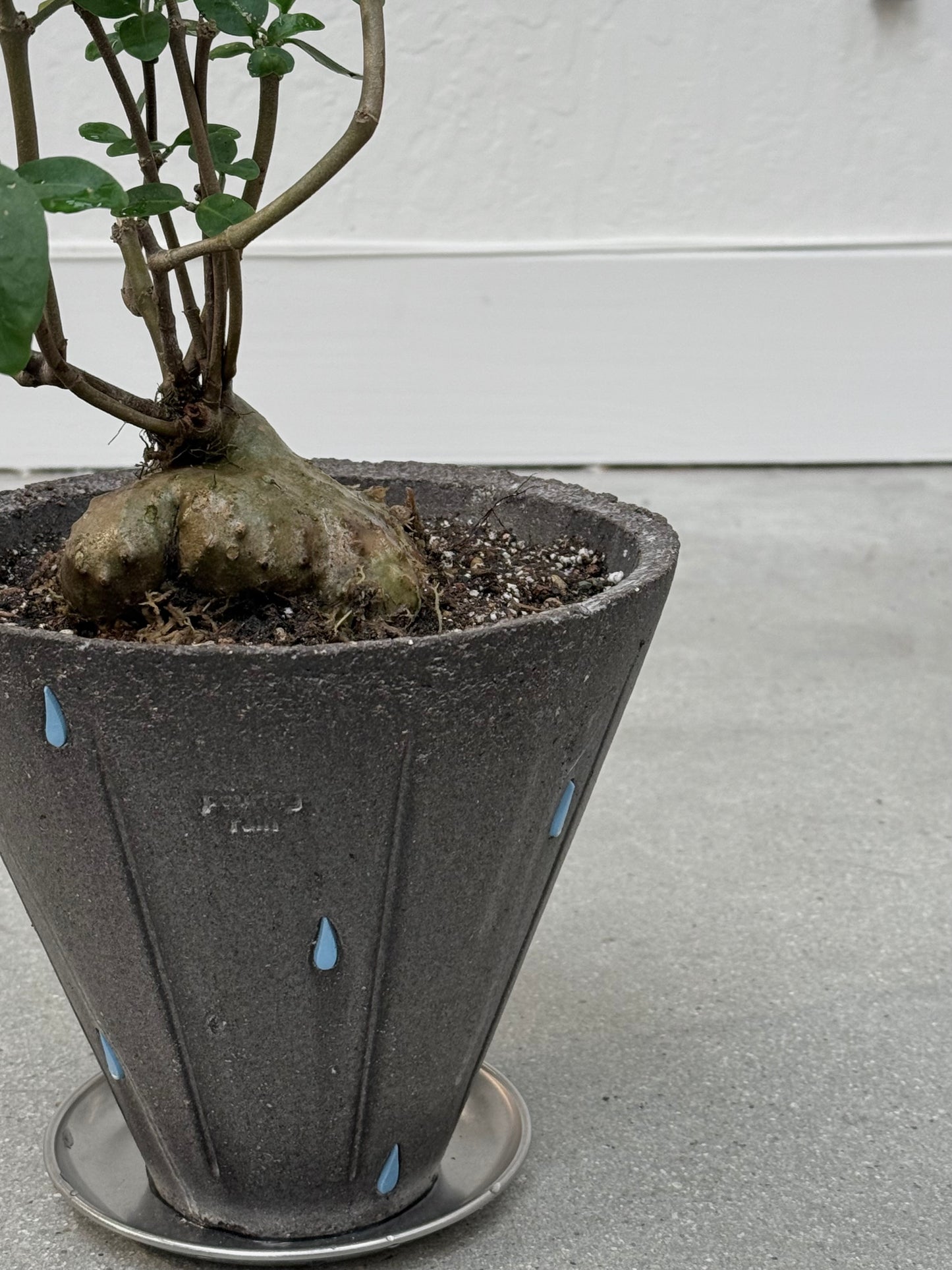 Hydnophytum Formicarum / "Ant Plant"  in Pouring Rain Pot- Rare Found