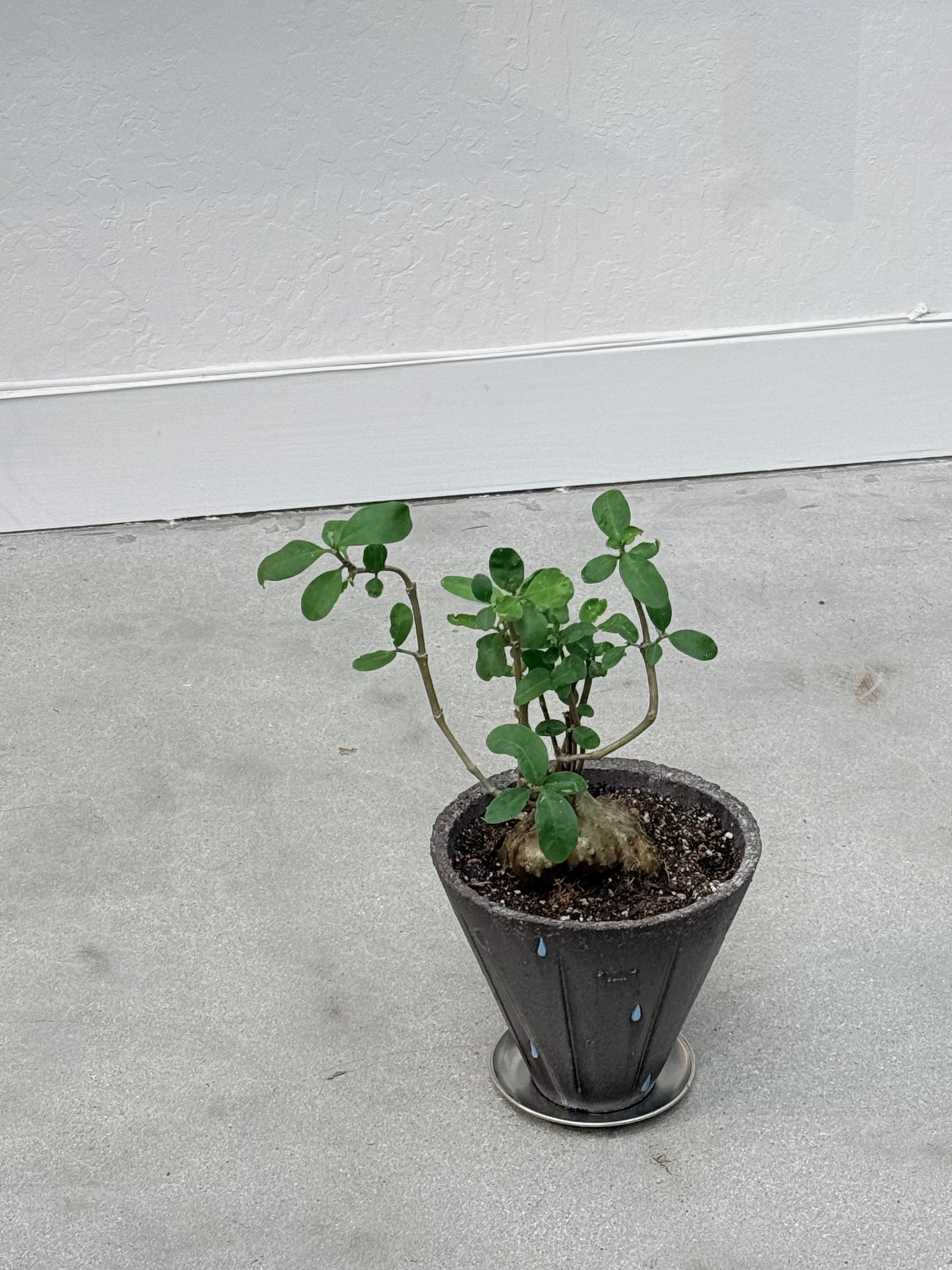 Hydnophytum Formicarum / "Ant Plant"  in Pouring Rain Pot- Rare Found