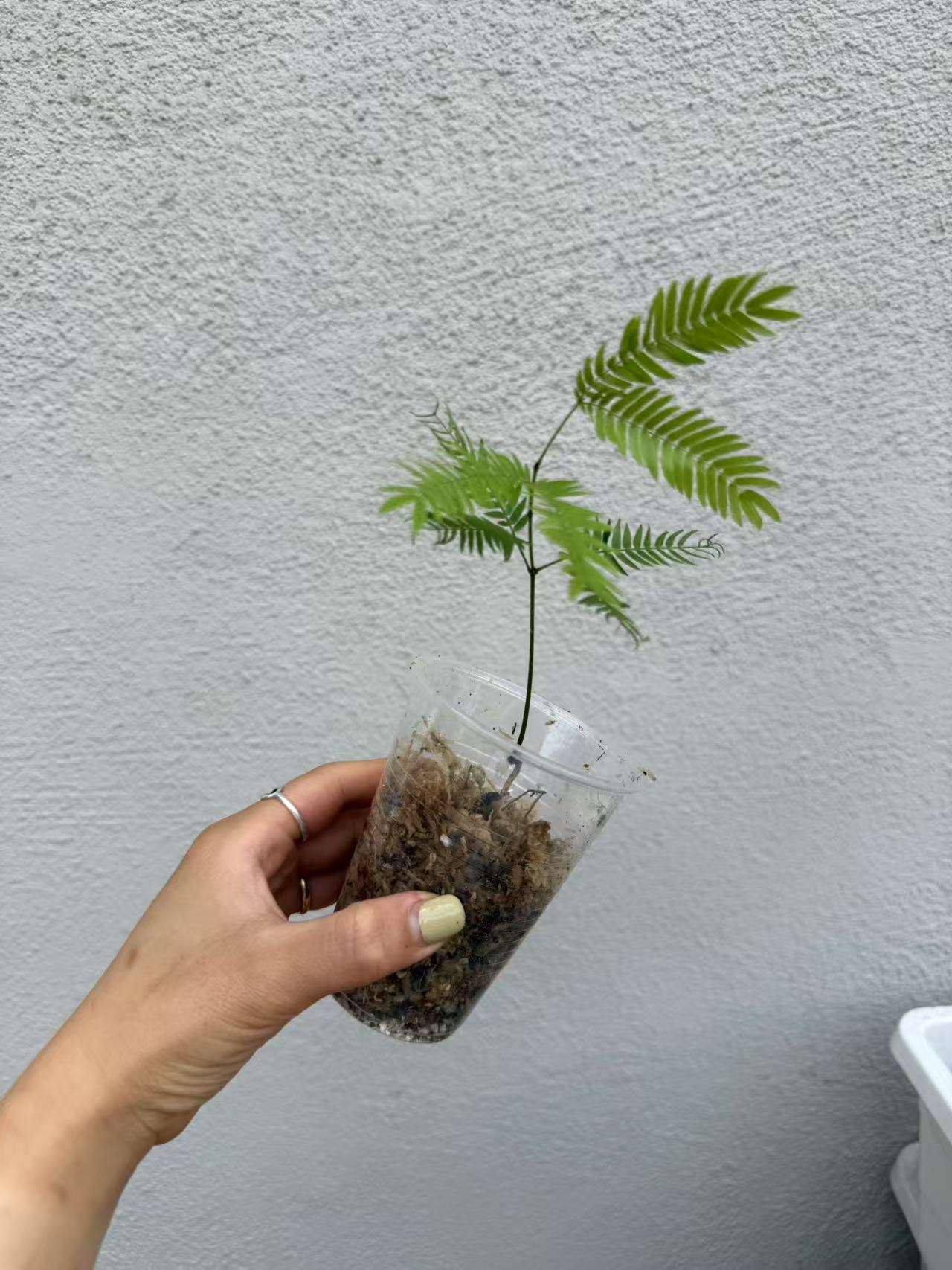 Cojoba Arborea