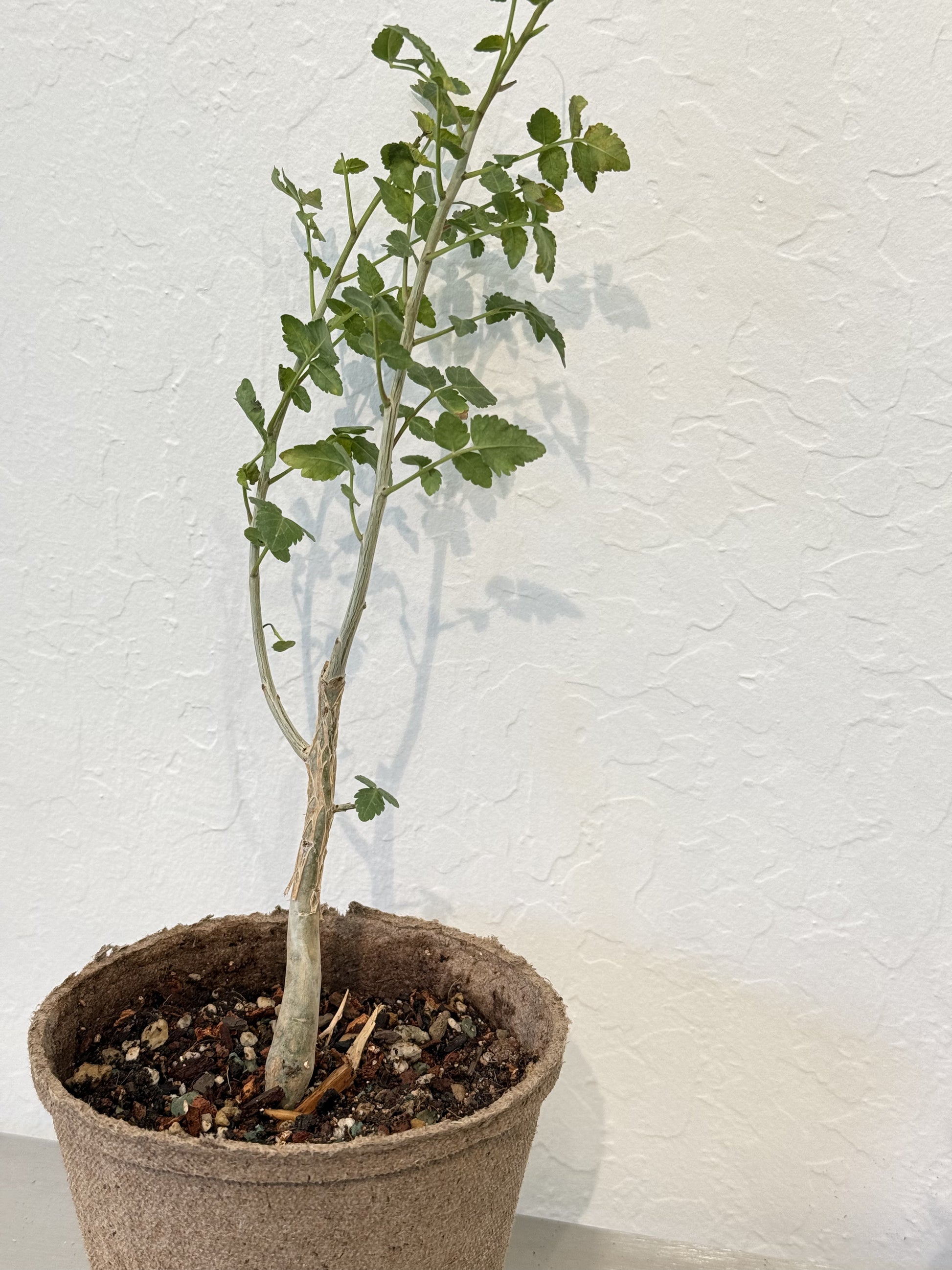 Bursera Rzedowskii Bursera Fagoroides – Ti Tree Plants