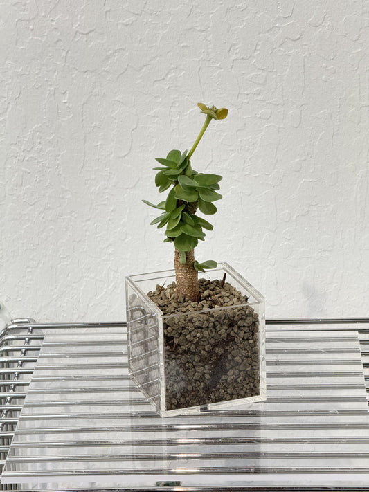 Portulaca molokiniensis