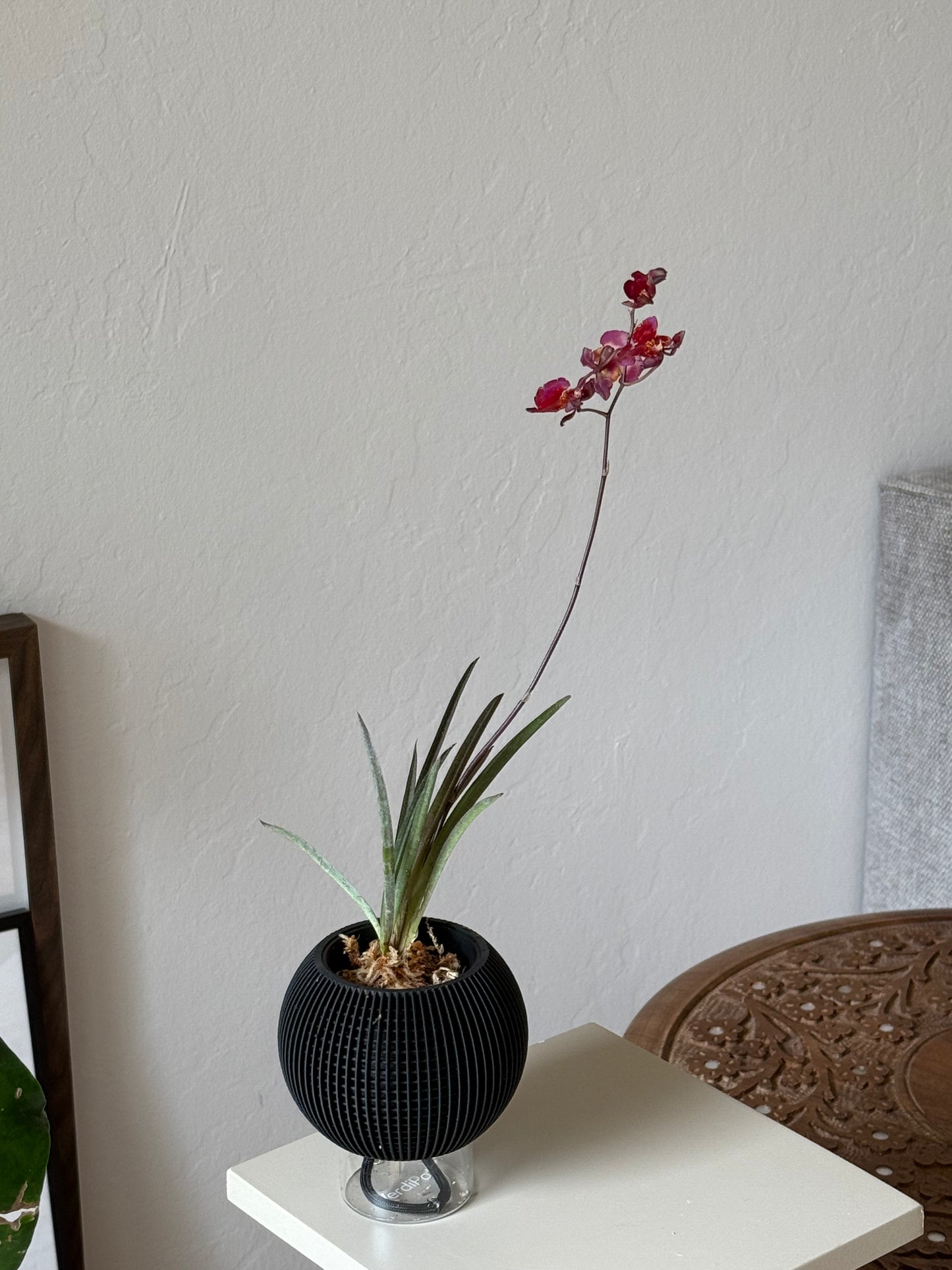 Tolumnia Hybrid in VerdiPot