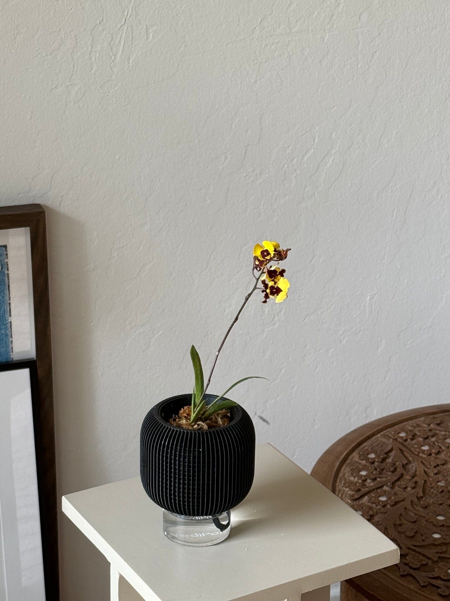 Tolumnia Hybrid in VerdiPot