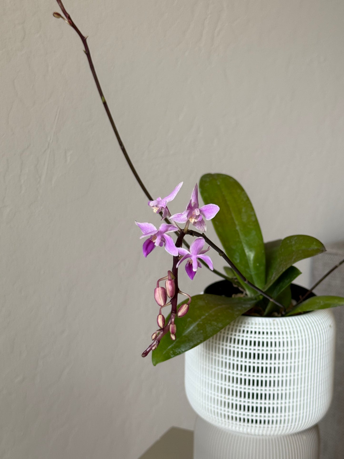 Phalaenopsis Equestris “Riverband” in VerdiPot