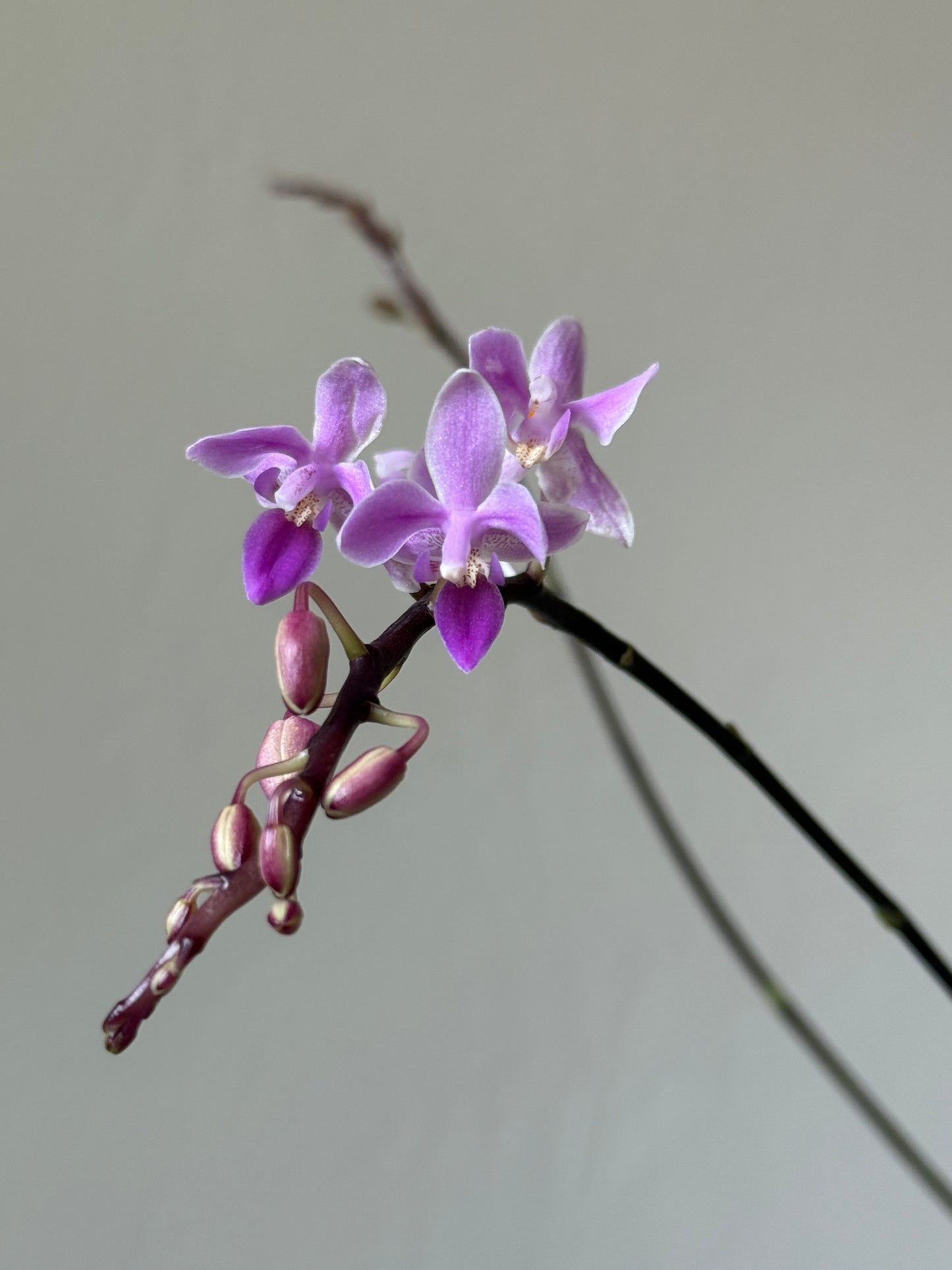 Phalaenopsis Equestris “Riverband” in VerdiPot