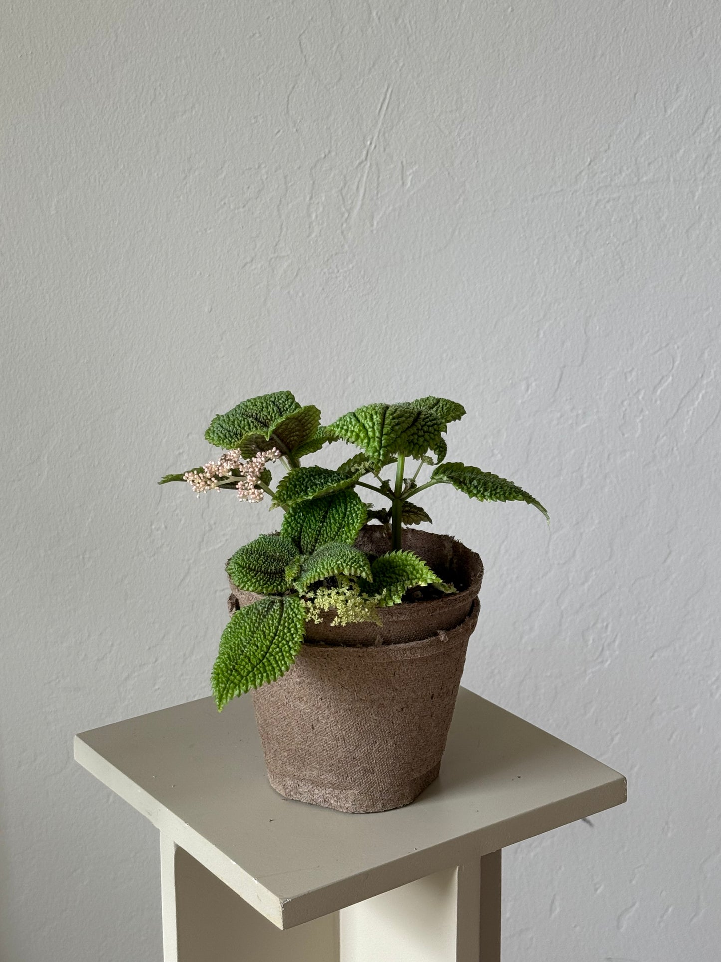 Pilea Mollis  ‘Moon Valley Pilea’