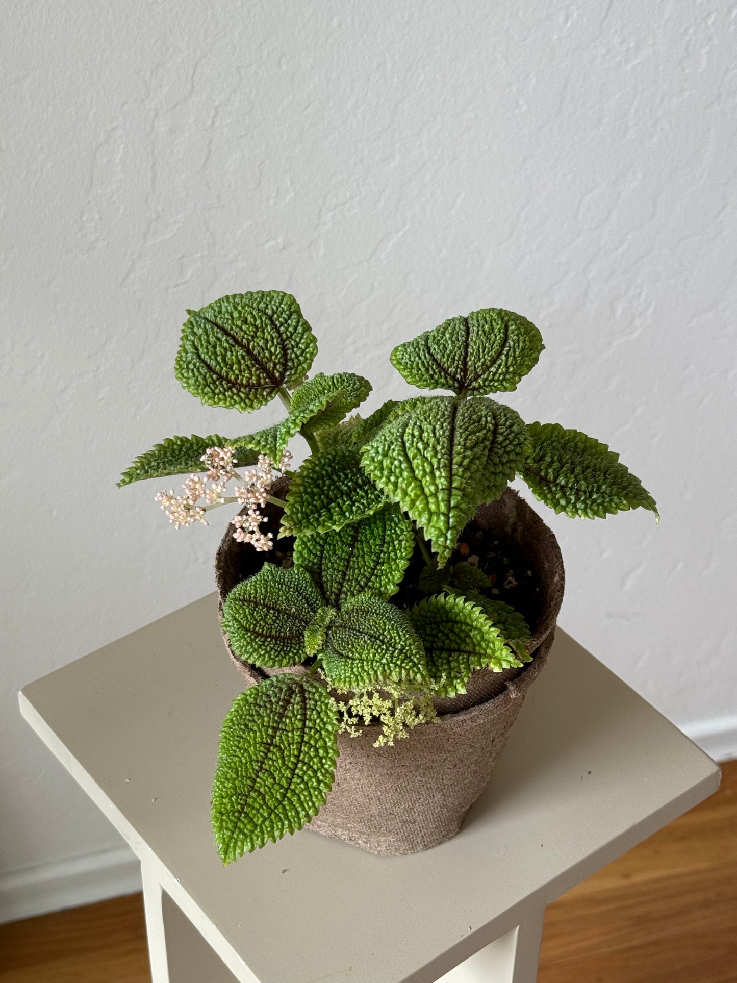Pilea Mollis  ‘Moon Valley Pilea’