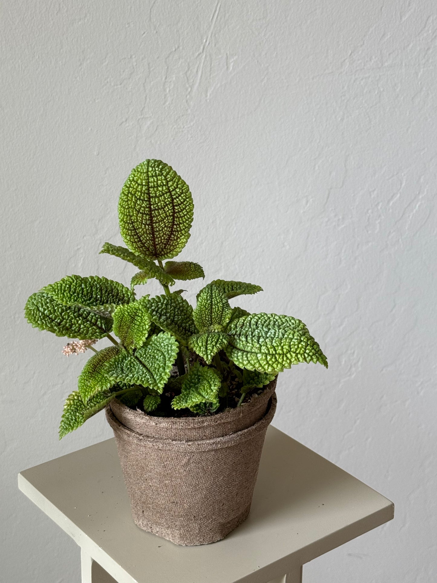 Pilea Mollis  ‘Moon Valley Pilea’