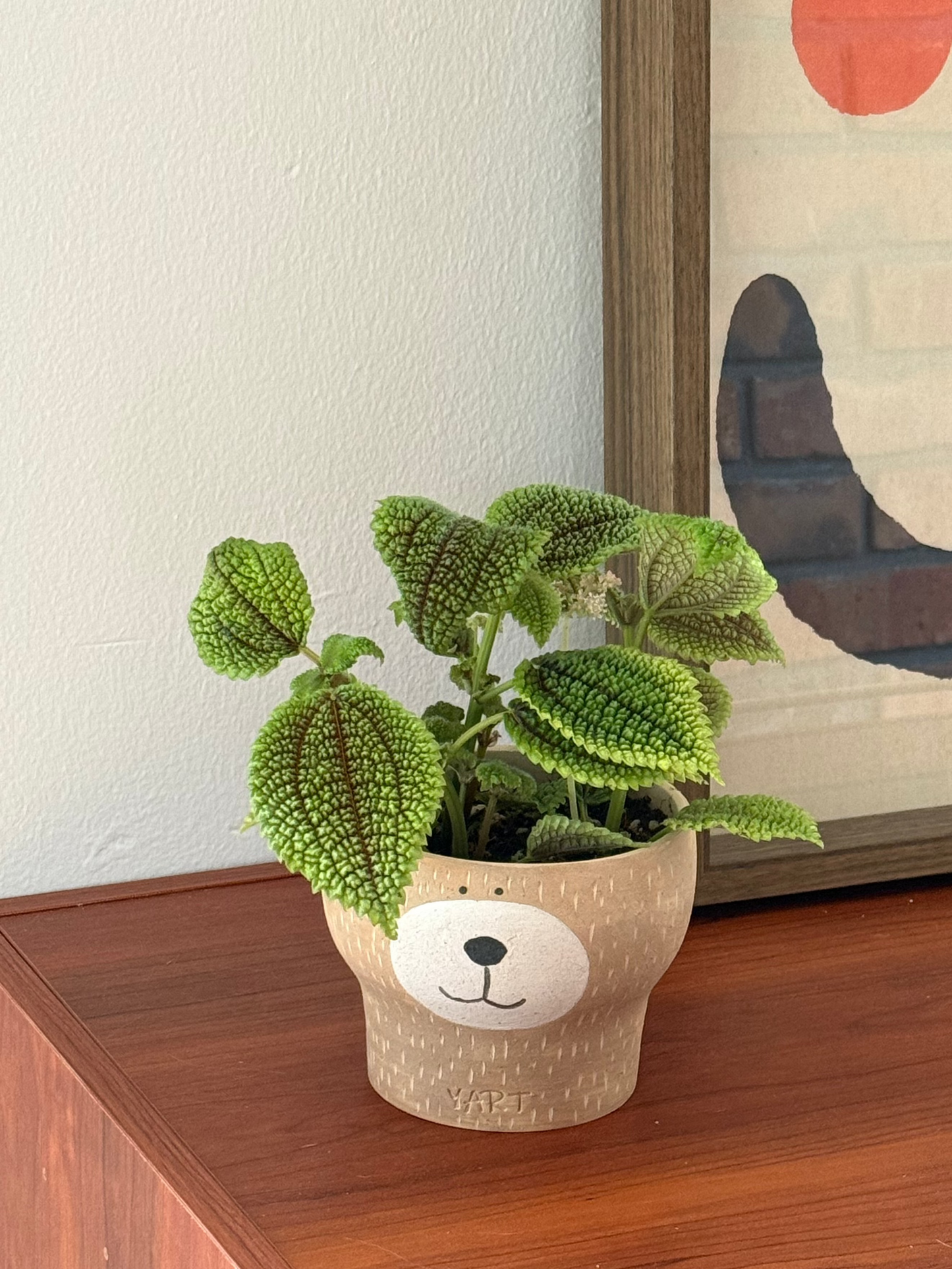 Pilea Mollis in Yart Planter