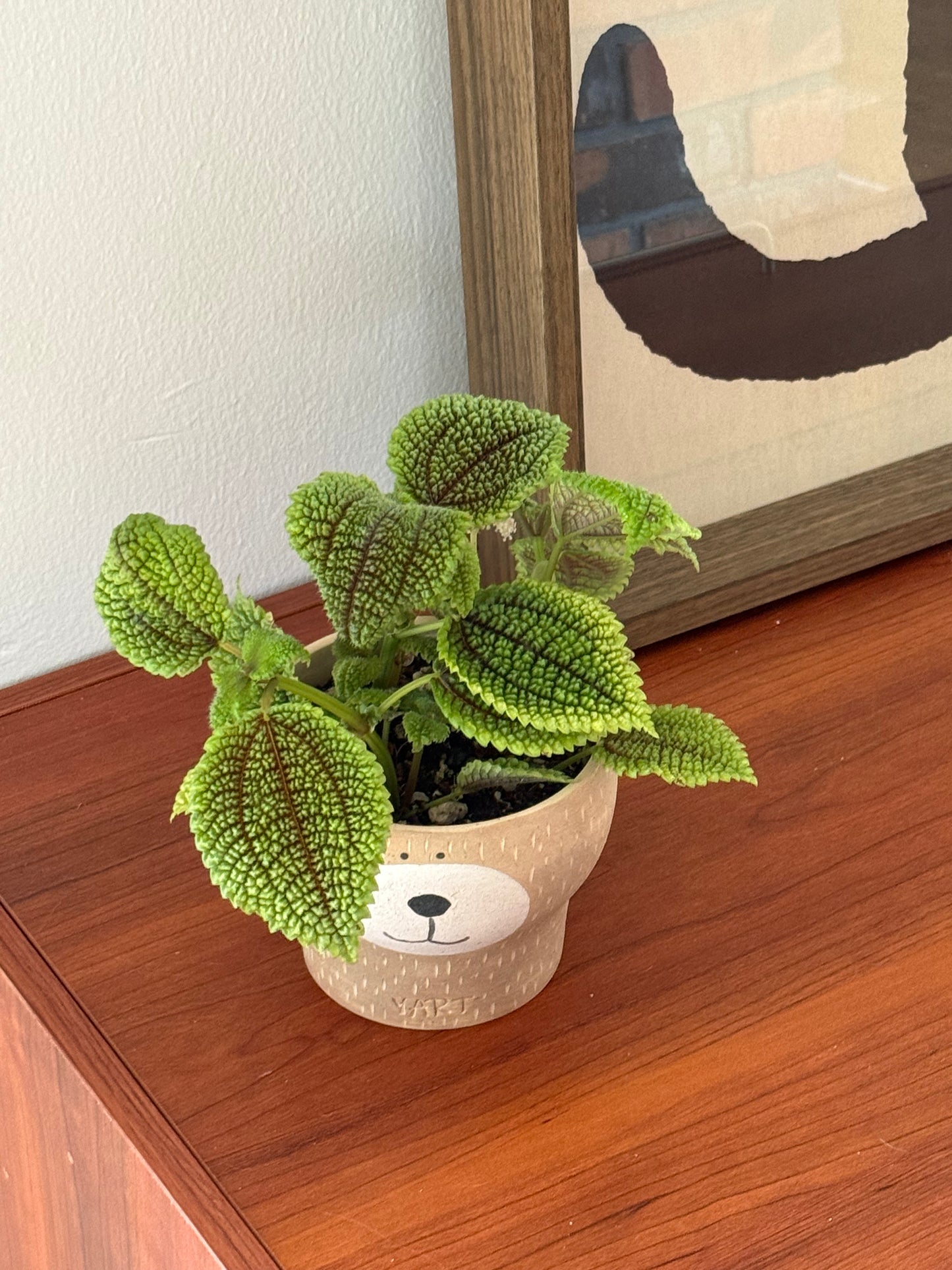 Pilea Mollis in Yart Planter