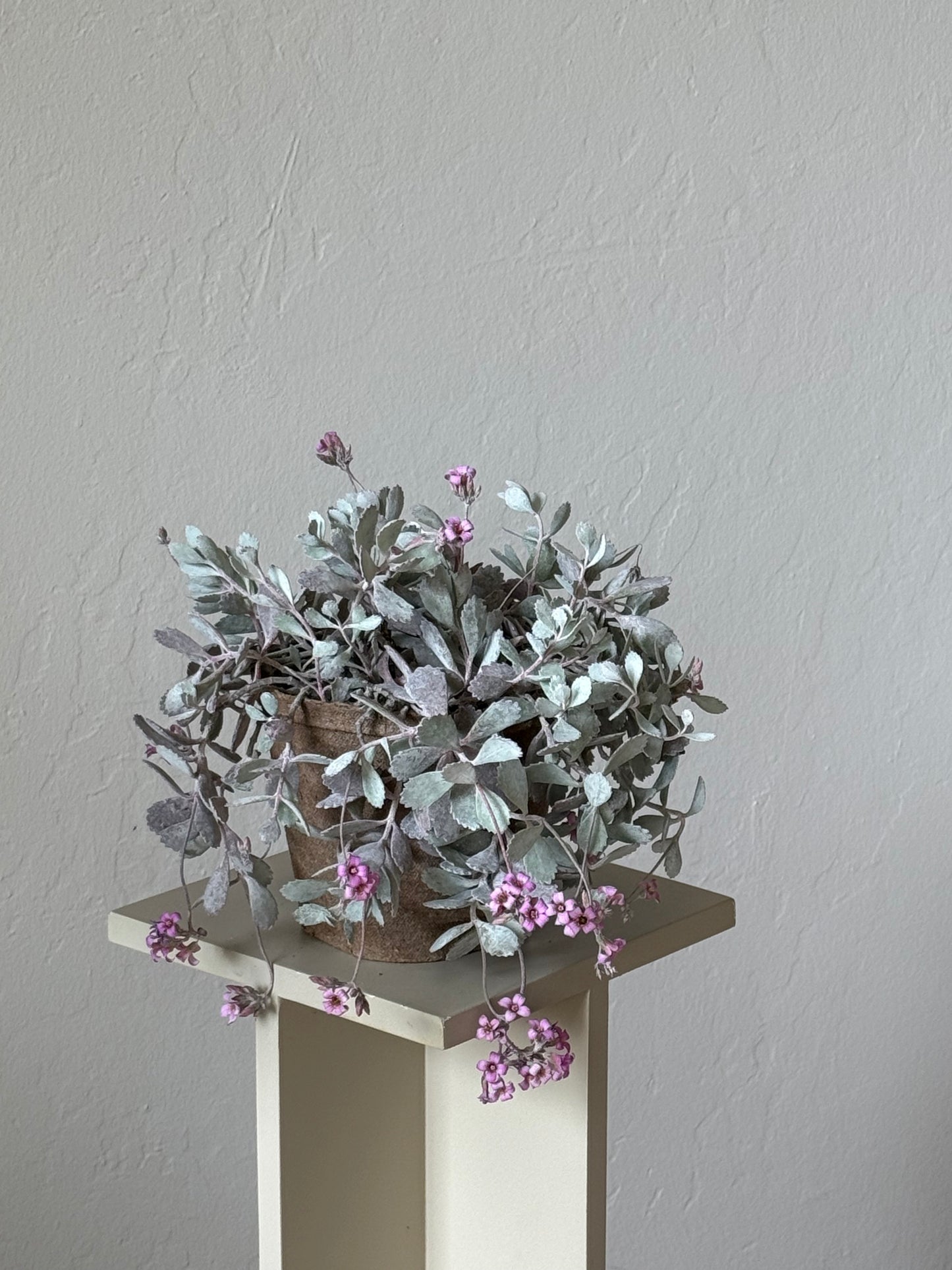 Kalanchoe Pumila ‘ Flower Dust Plant’