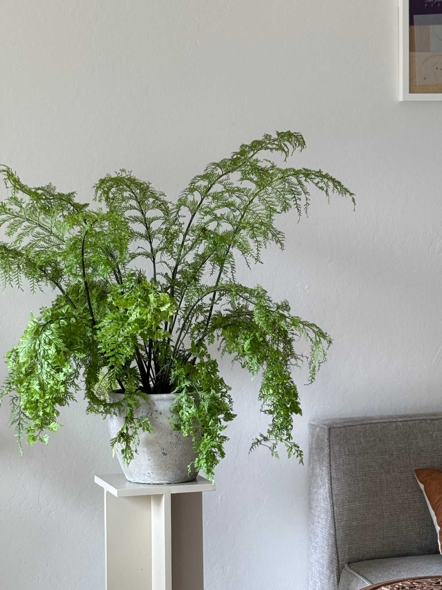 Mother Fern in Wabi Sabi Planter