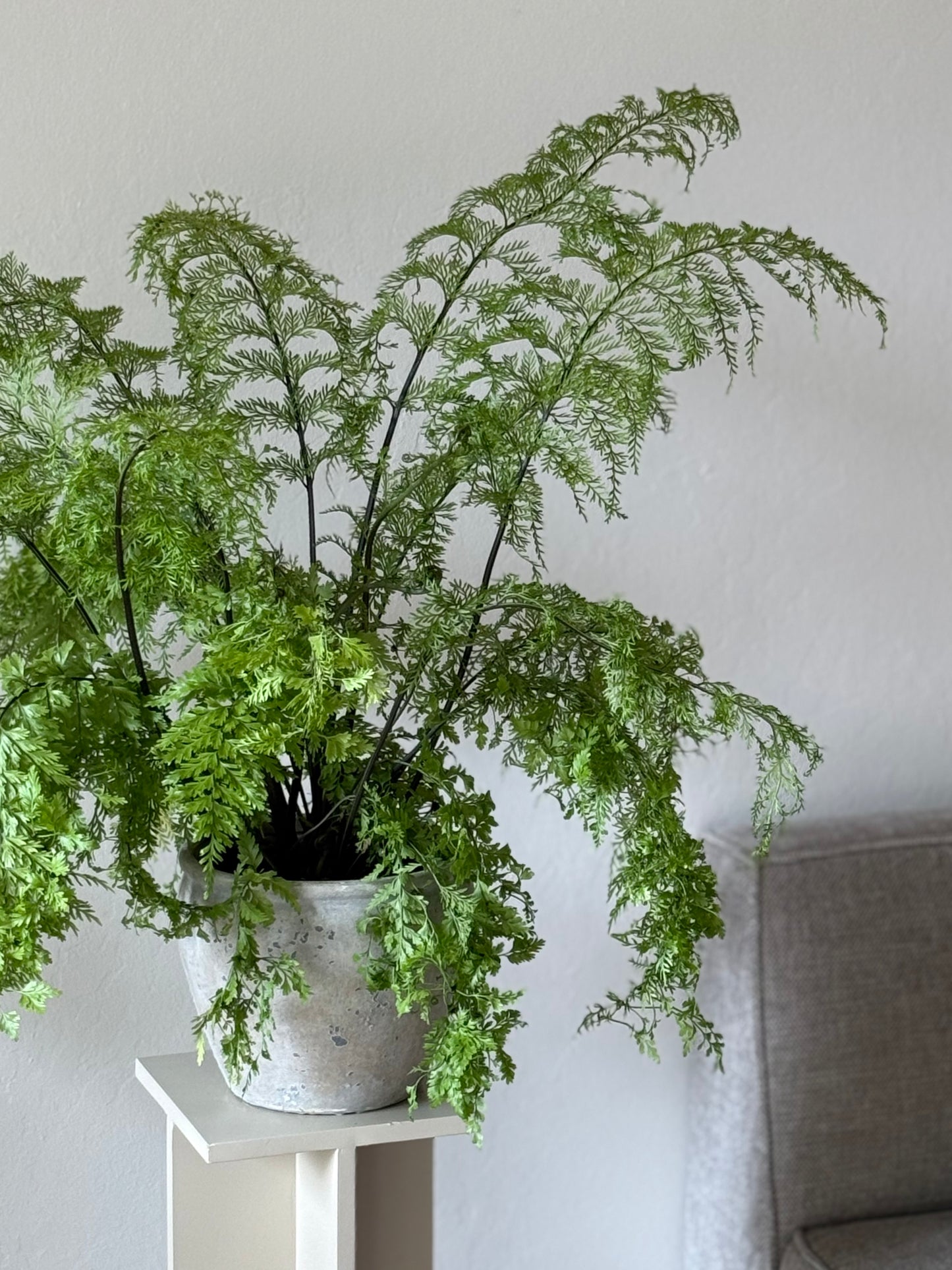 Mother Fern in Wabi Sabi Planter