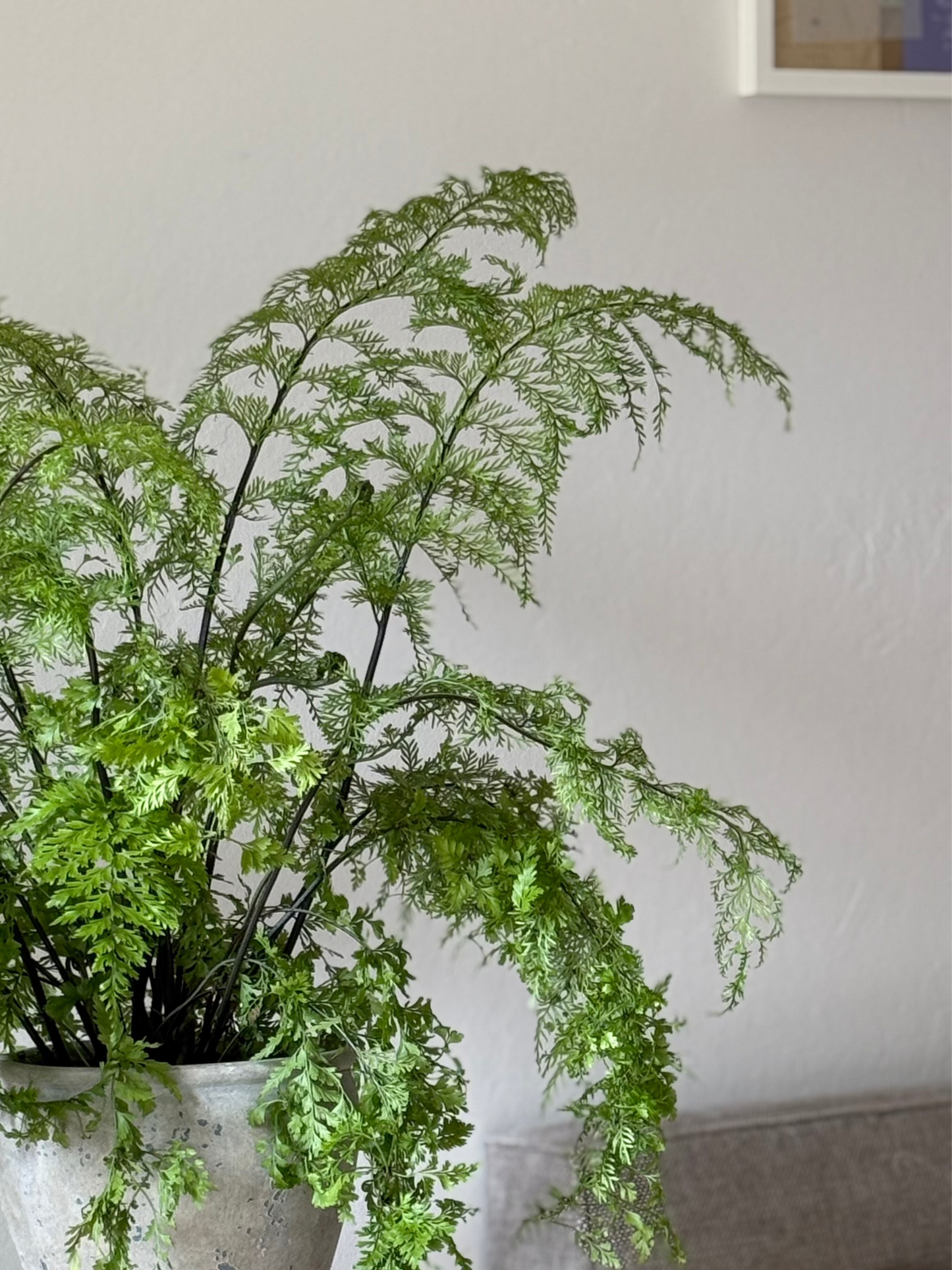 Mother Fern in Wabi Sabi Planter