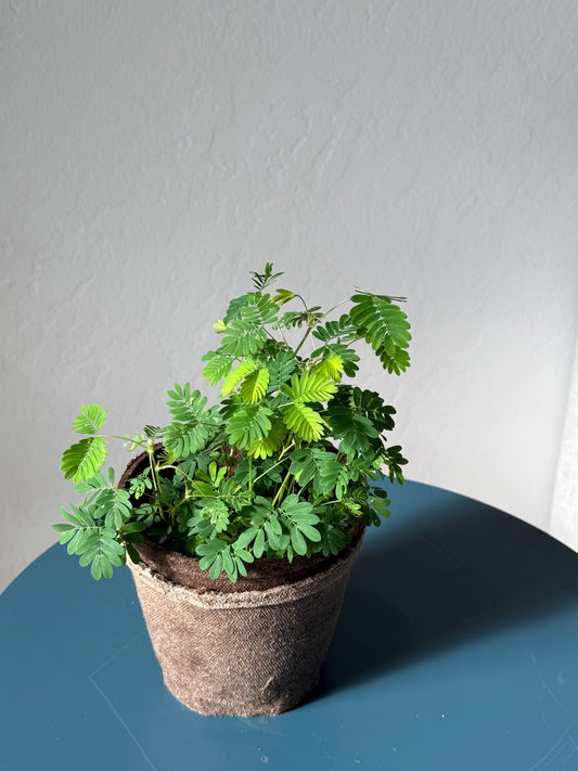 Sensitive Plant (Mimosa Pudica )