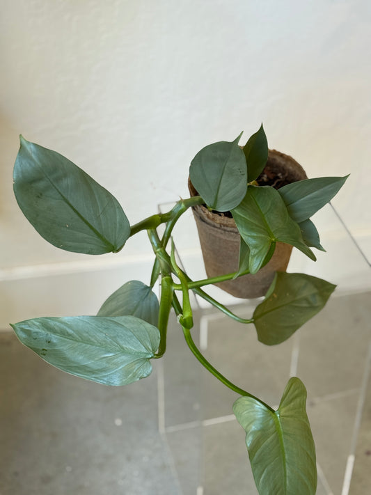 Philodendron Silver Sword