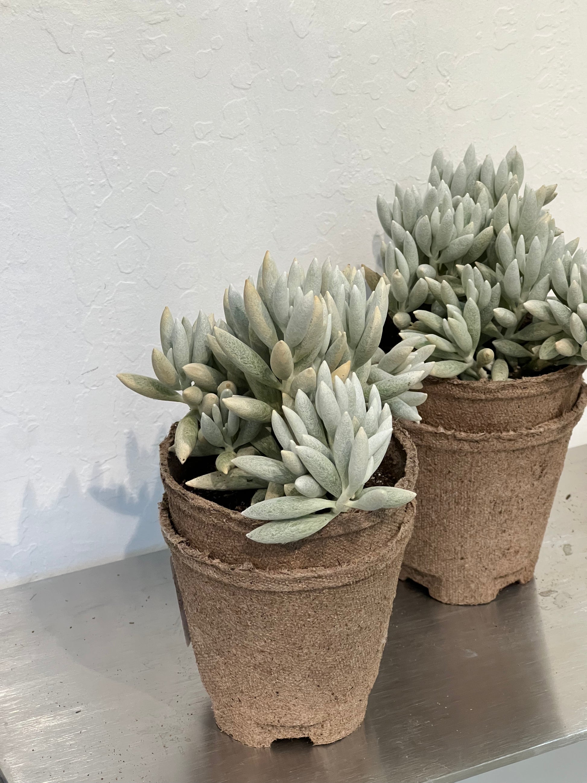 cocoon plant succulent Woolly Senecio 'Cocoon Plant' – Ti Tree Plants