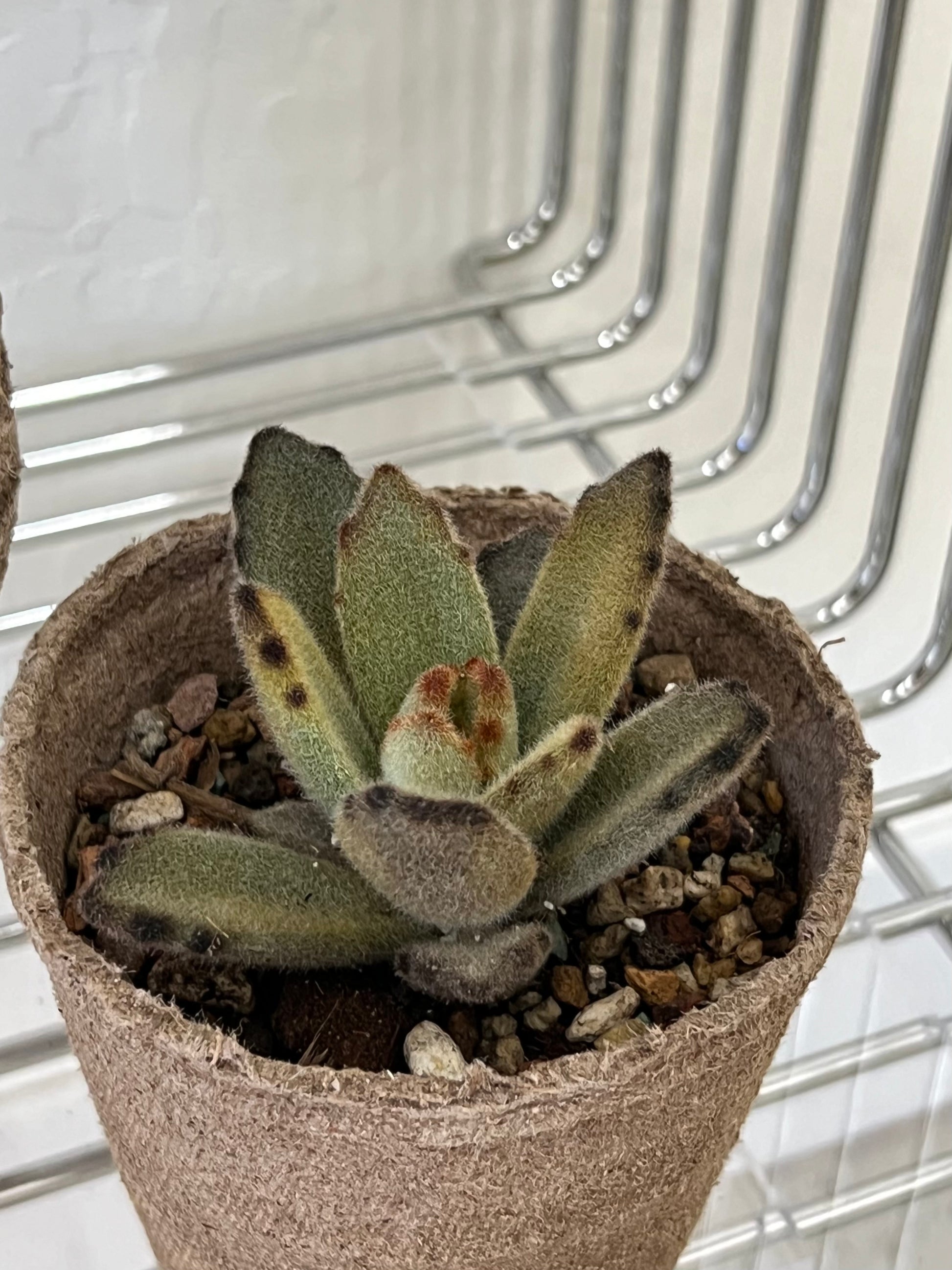 teddy bear succulent Kalanchoe Tomentosa ‘ Teddy Bear’