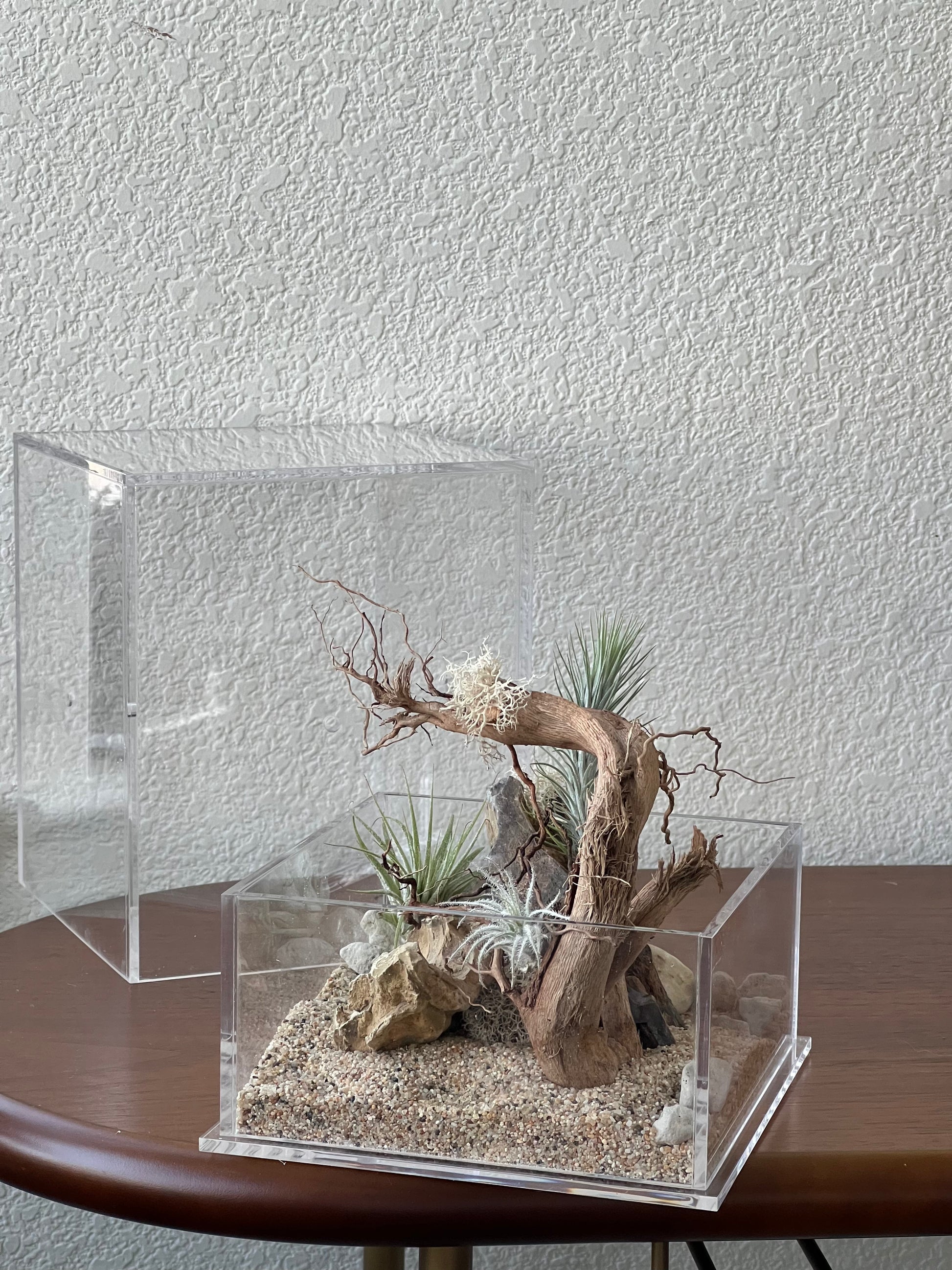indoor plant enclosure Enclosure Airplants Terrarium