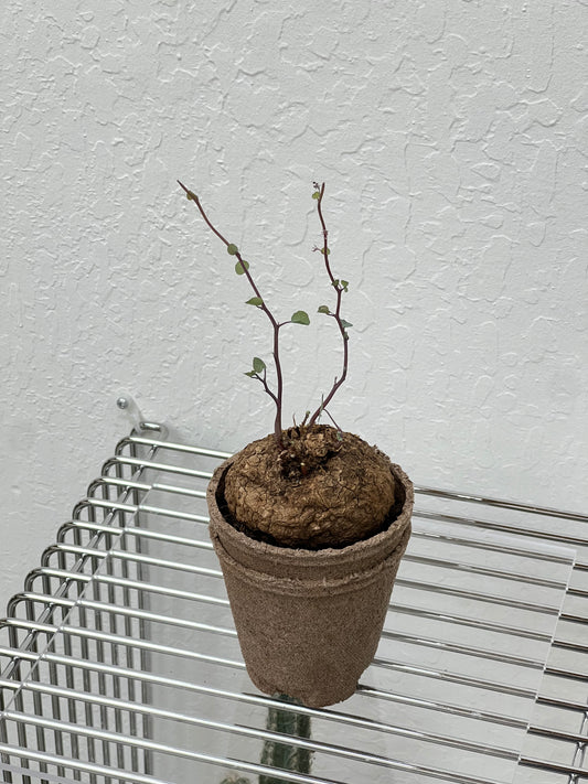 Stephania Yunnanensis