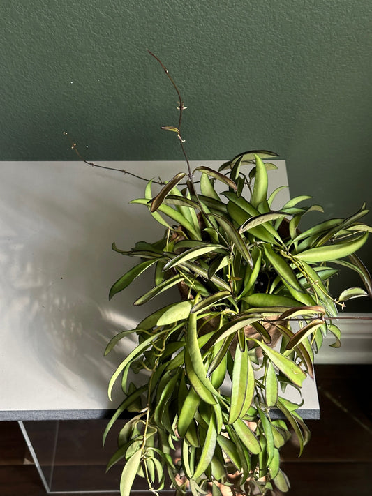 Hoya Wayetii - wax plant
