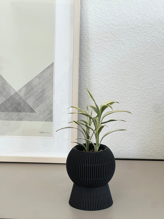 Dracaena Reflexa ‘Song of Indian’ in VerdiPot Baloon