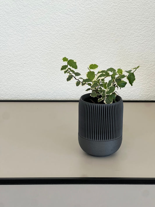 Ficus Pumila variegata in VerdiPot Lina