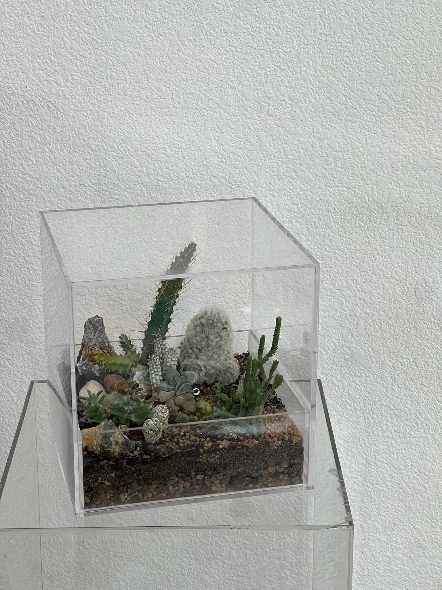 cactus plant terrarium Desert Enclosure Cactus Terrarium