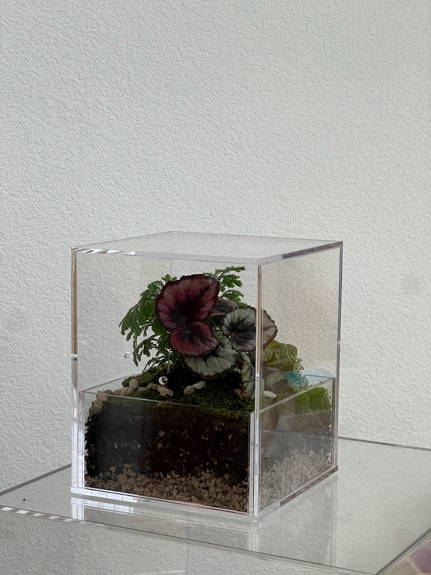 Enclosure Tropical Terrarium - Acrylic box & low maintain
