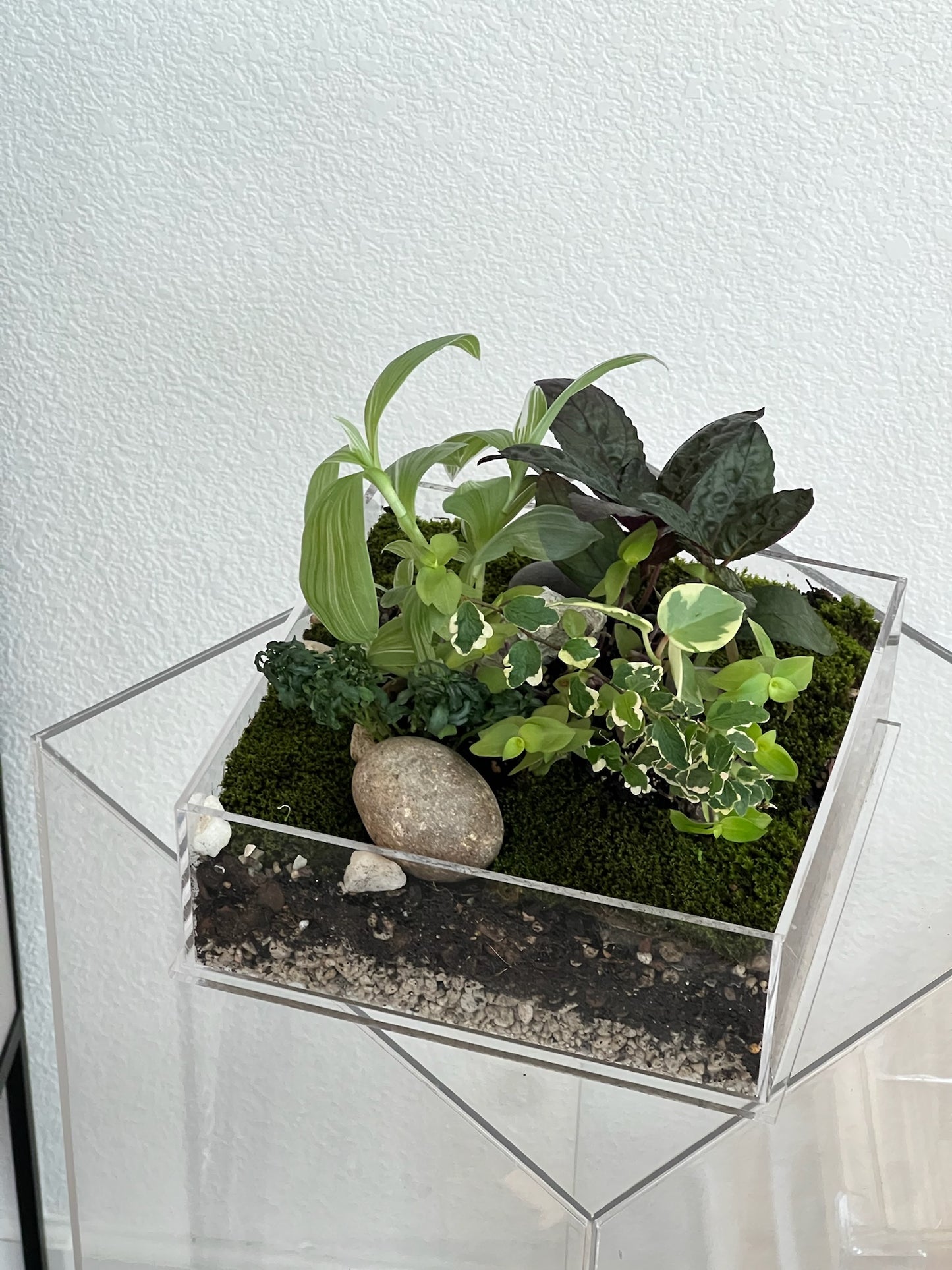 Enclosure Tropical Terrarium - Acrylic box & low maintain