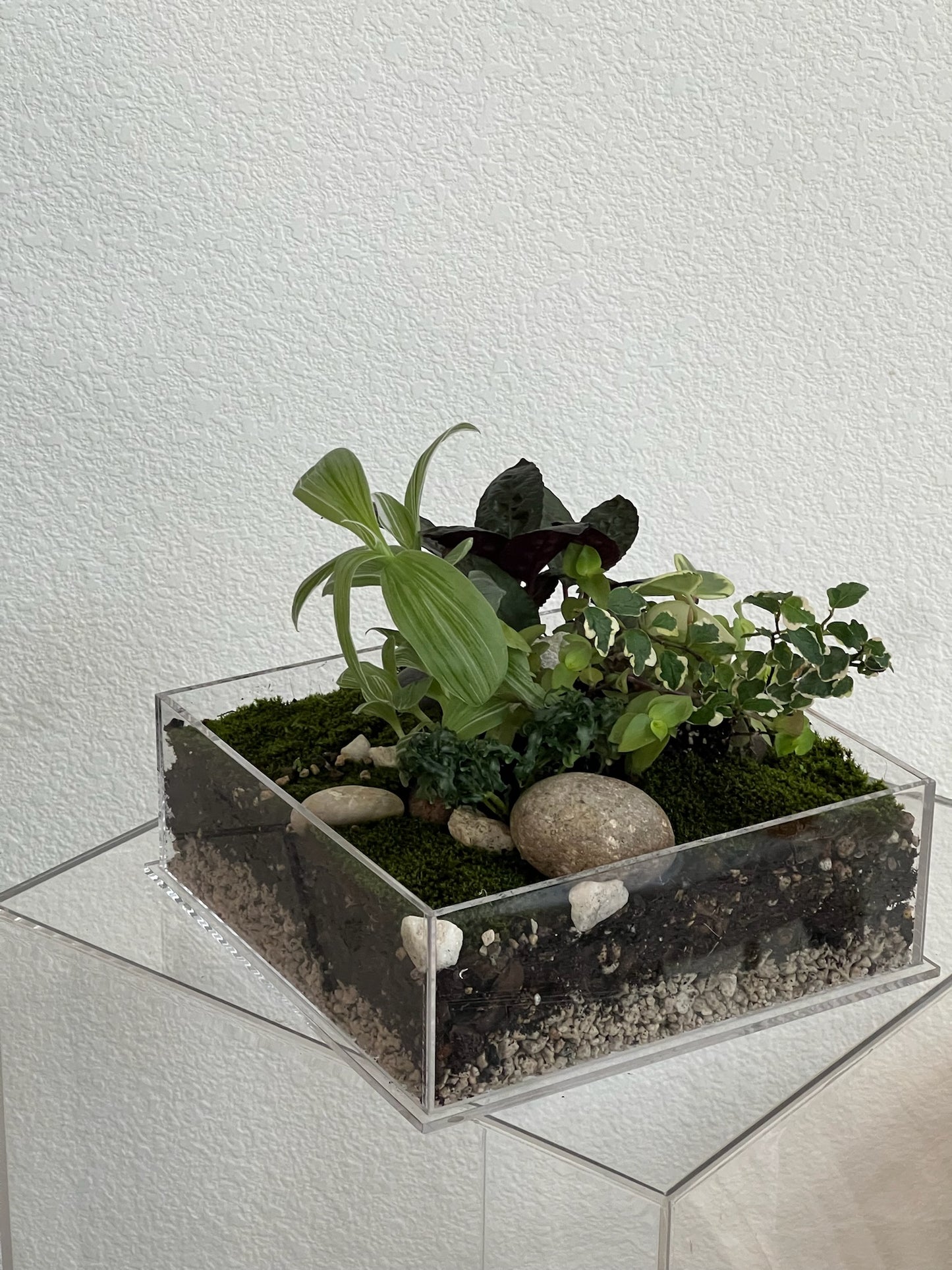 Enclosure Tropical Terrarium - Acrylic box & low maintain