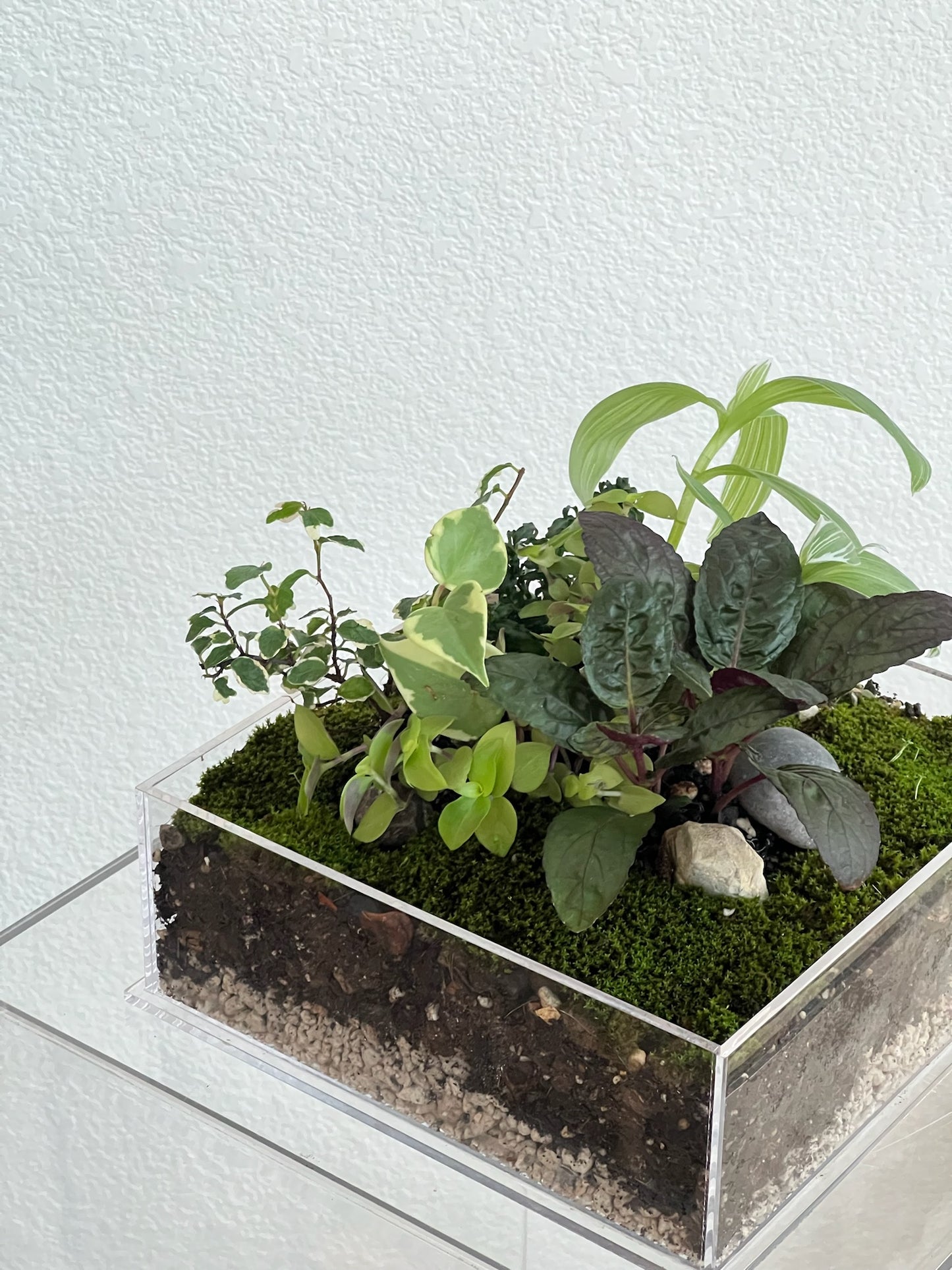Enclosure Tropical Terrarium - Acrylic box & low maintain