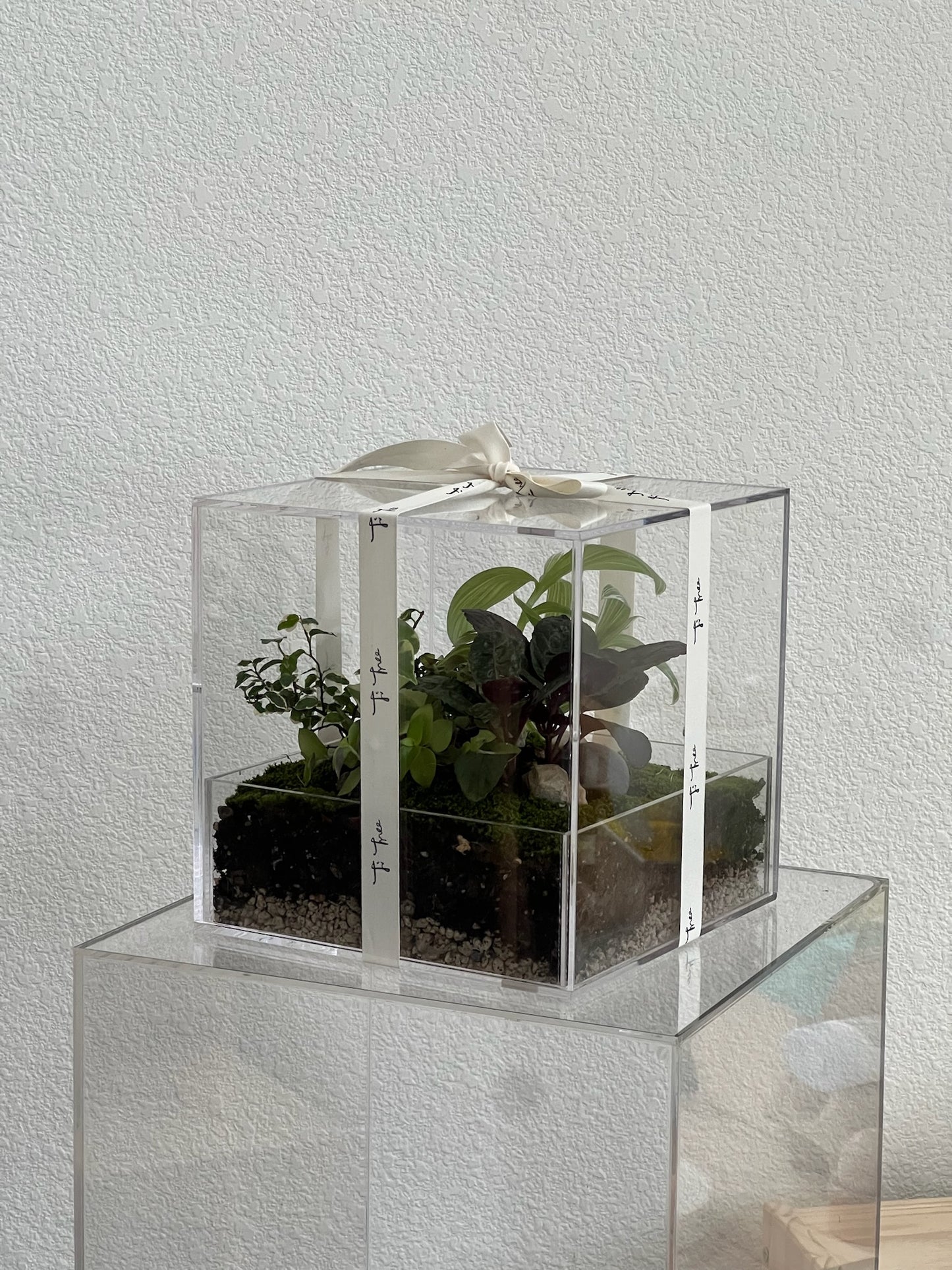 Enclosure Tropical Terrarium - Acrylic box & low maintain