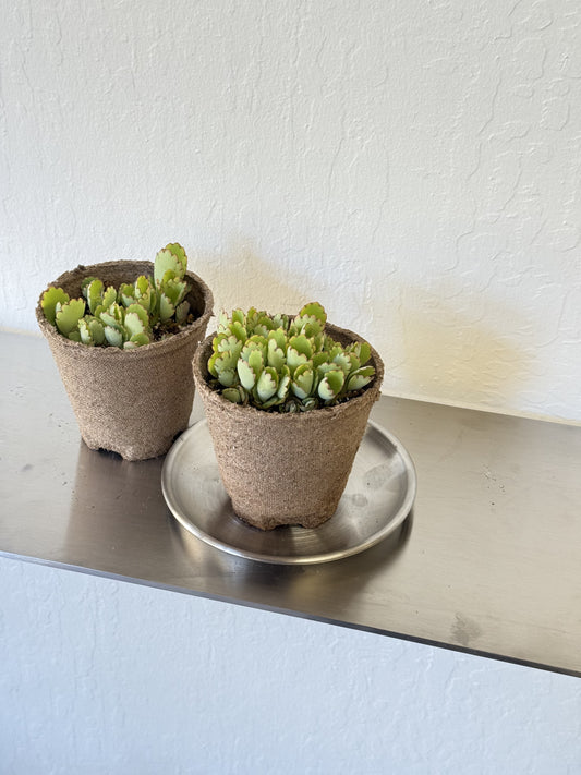 Kalanchoe Fedtschenkoi