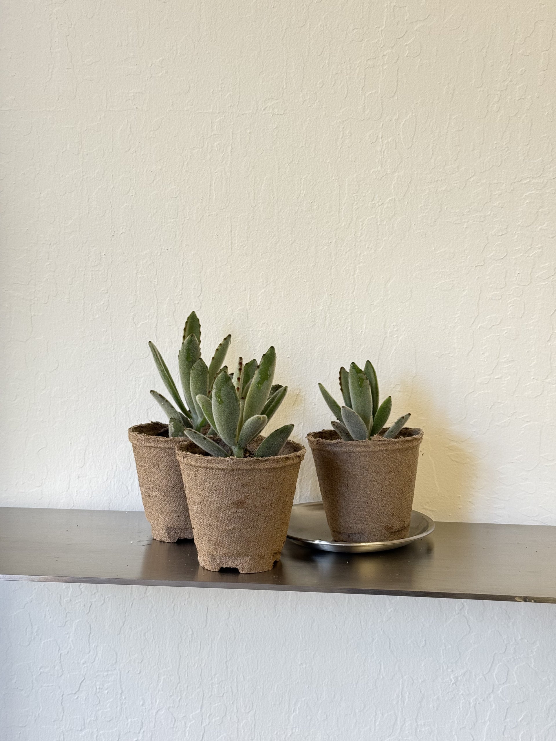 chocolate soldier succulent Kalanchoe Tomentosa 'Chocolate Soldier' – Ti Tree Plants