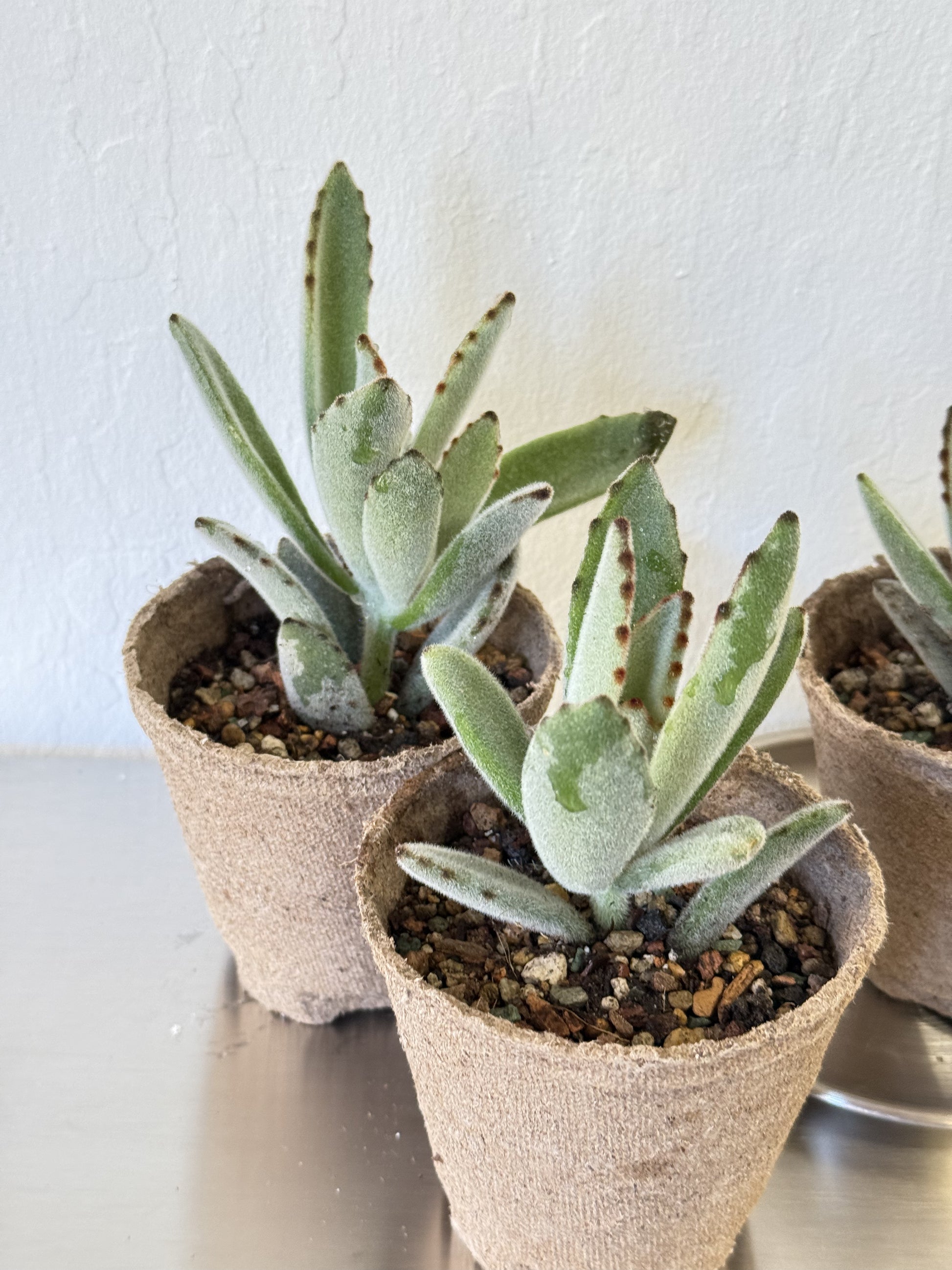 kalanchoe chocolate soldier succulent Kalanchoe Tomentosa 'Chocolate Soldier' – Ti Tree Plants