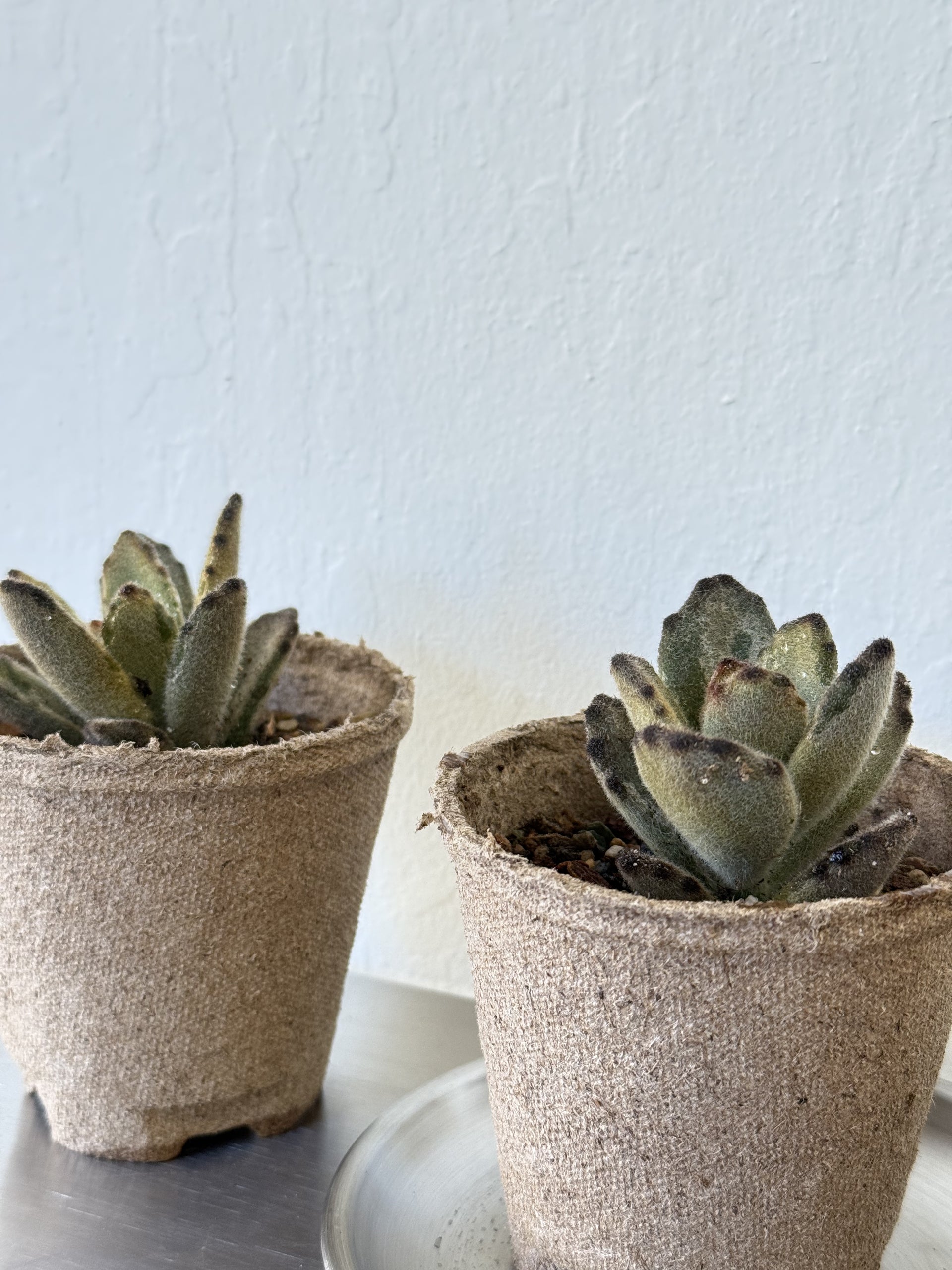 Kalanchoe Tomentosa ' Teddy Bear' – Ti Tree Plants