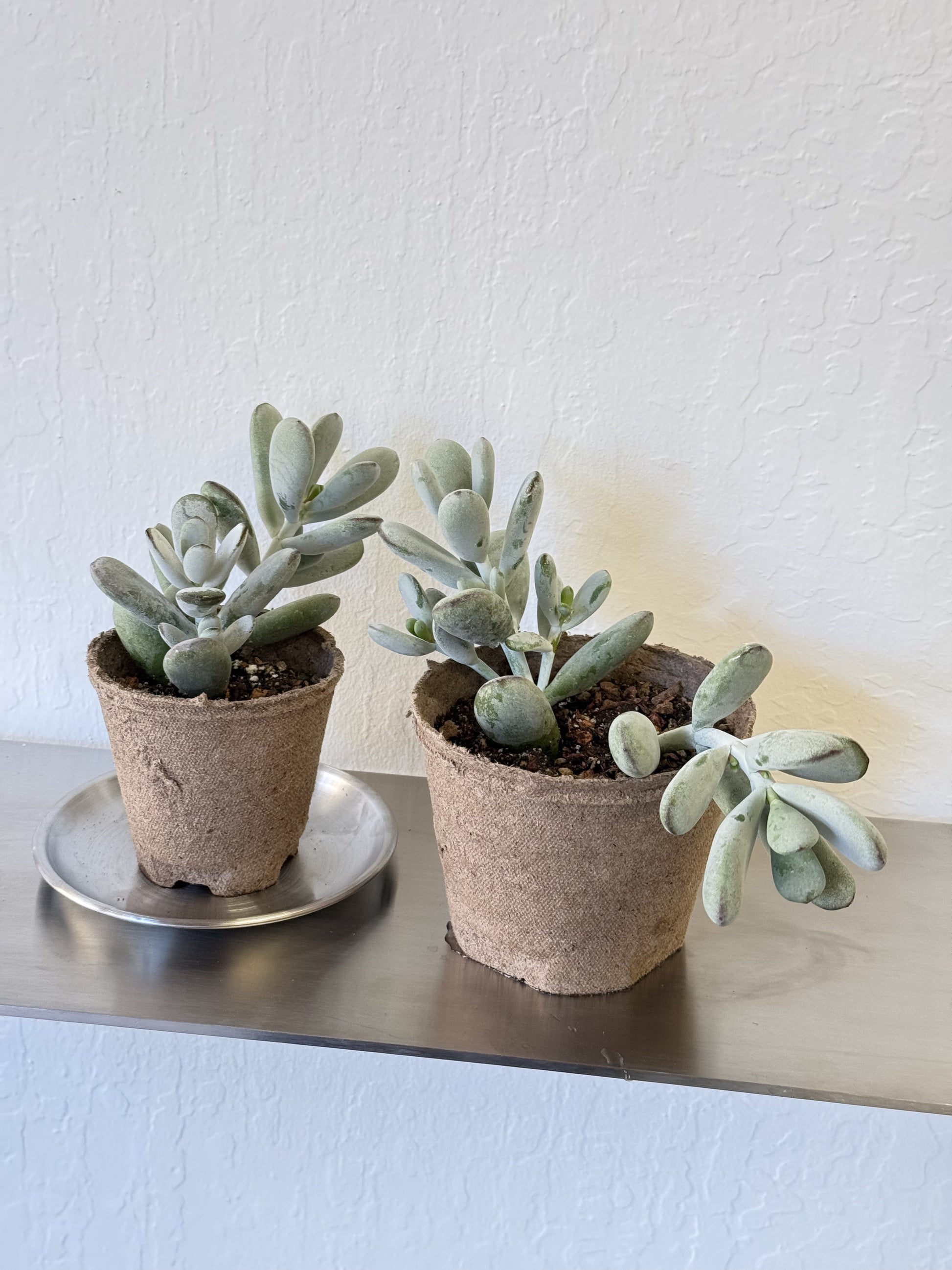succulent pachyphytum oviferum Pachyphytum Oviferum 'Moonstone' – Ti Tree Plants