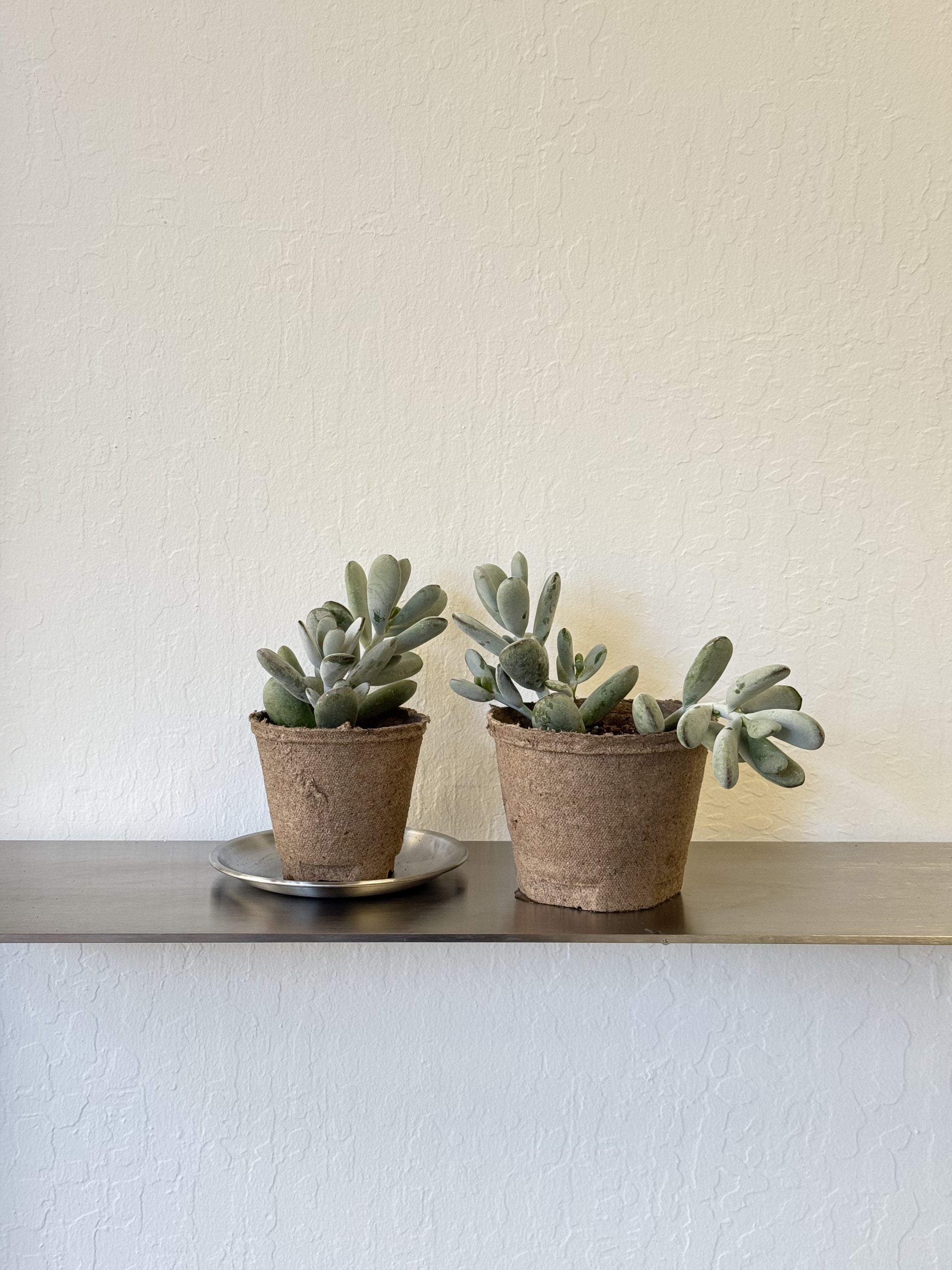 succulent pachyphytum oviferum Pachyphytum Oviferum 'Moonstone' – Ti Tree Plants