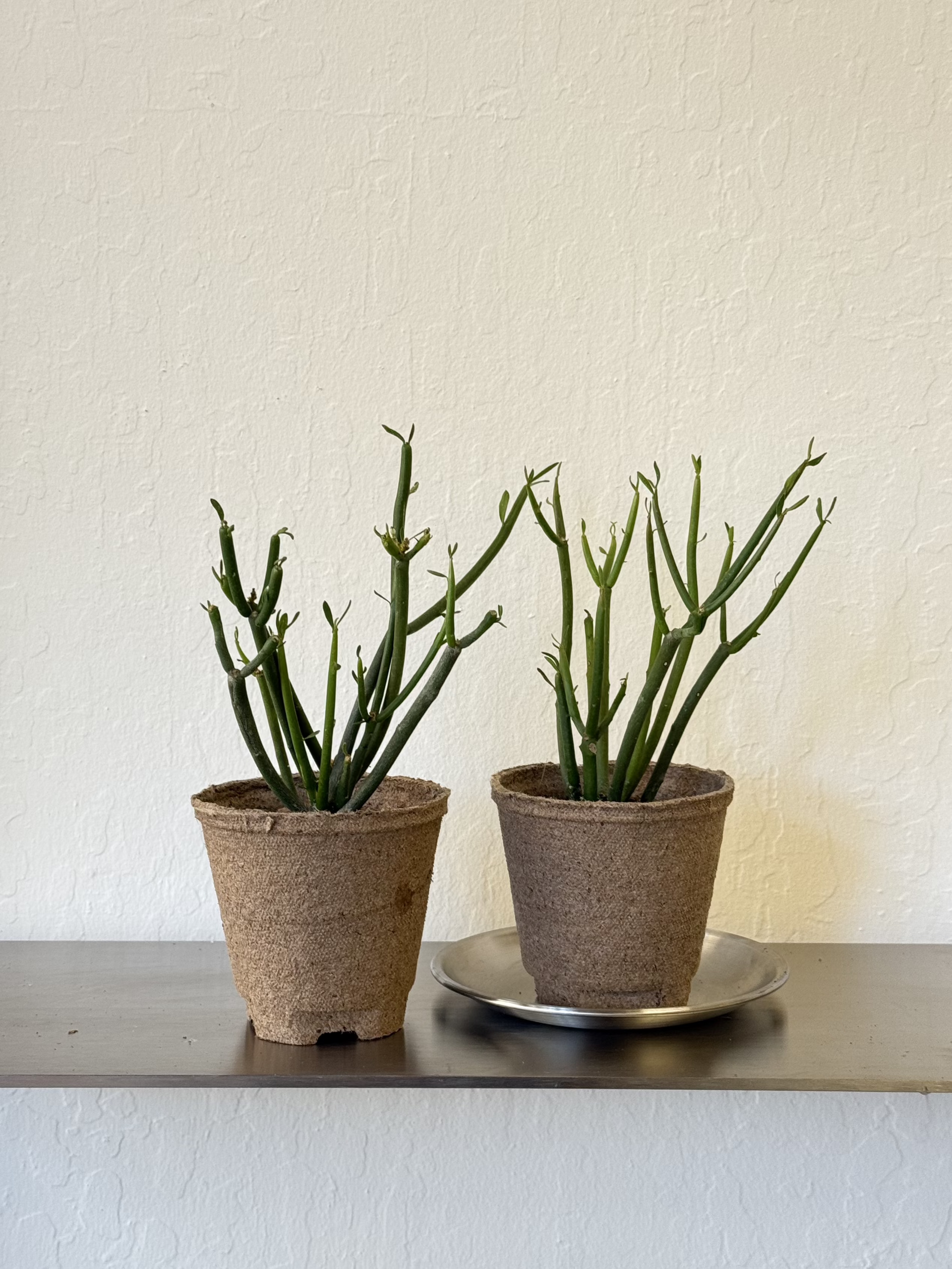pencil succulent plant Euphorbia Tirucalli 'Pencil Cactus' – Ti Tree Plants