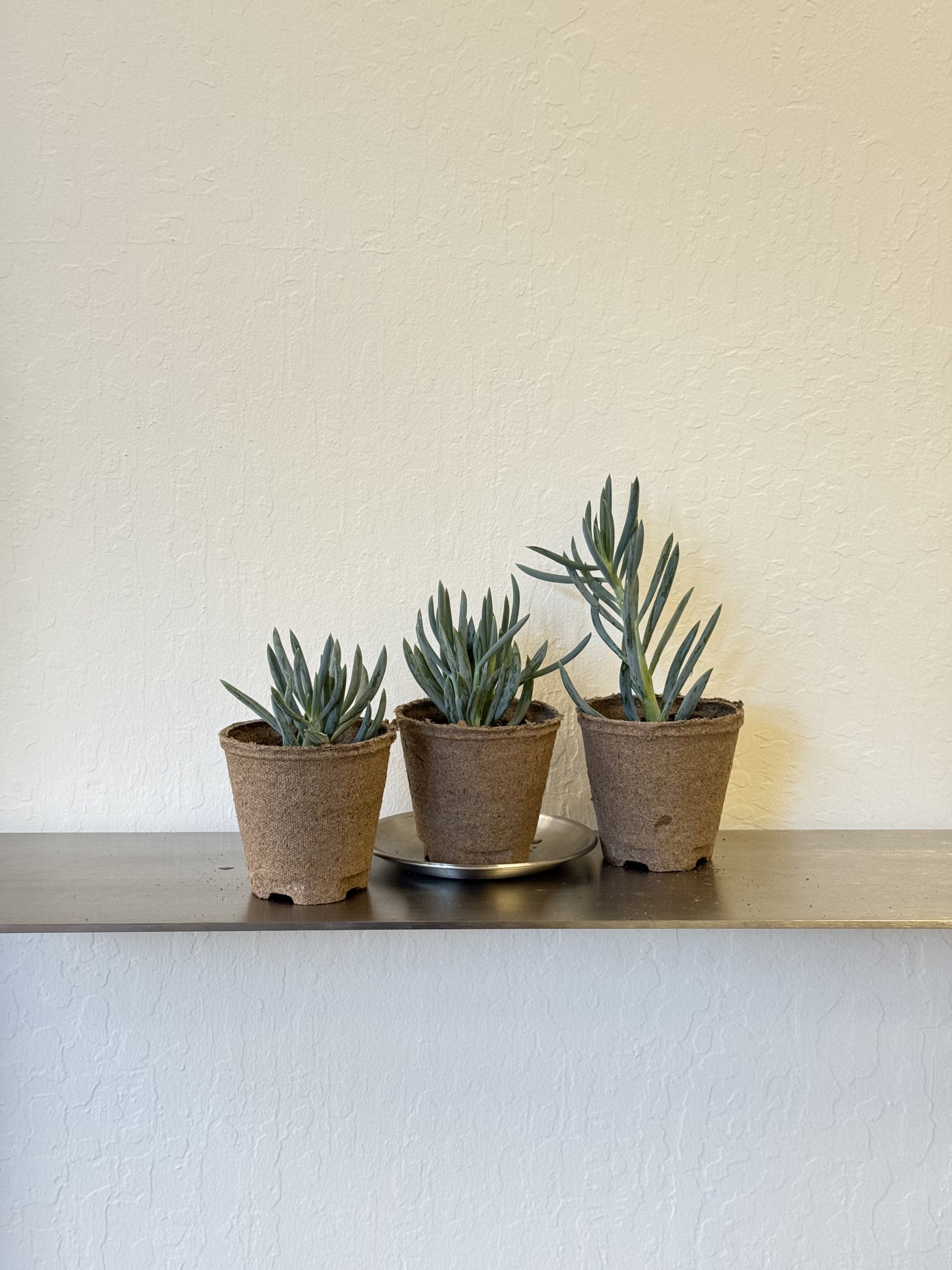 Senecio serpens 'Blue Chalk Sticks'