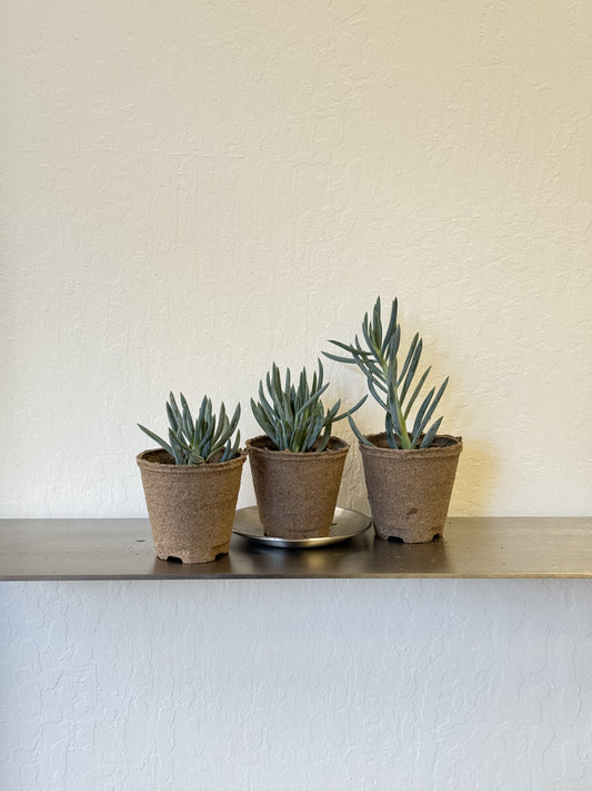 Senecio serpens 'Blue Chalk Sticks'