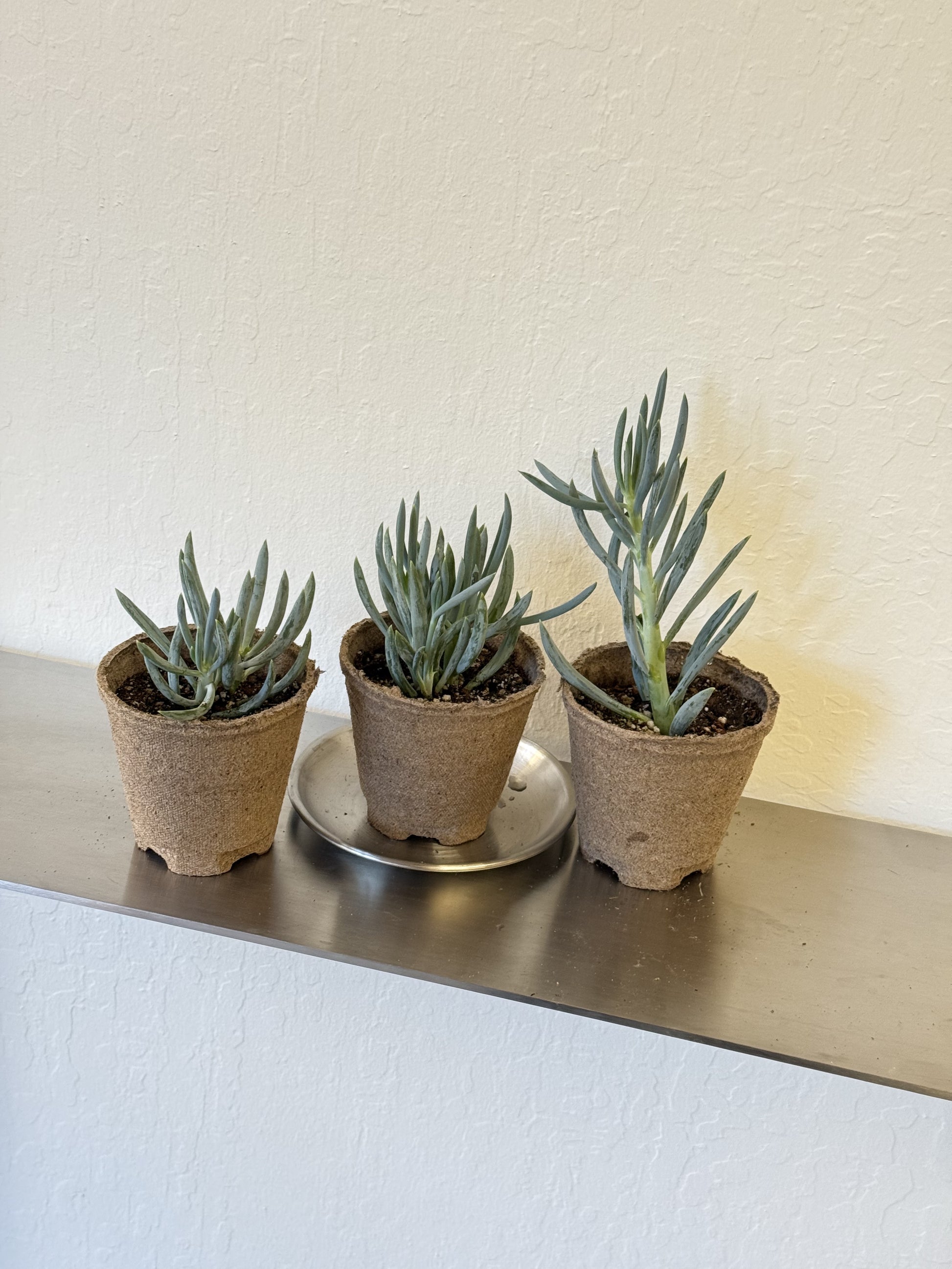 senecio serpens succulent Senecio serpens 'Blue Chalk Sticks' – Ti Tree Plants