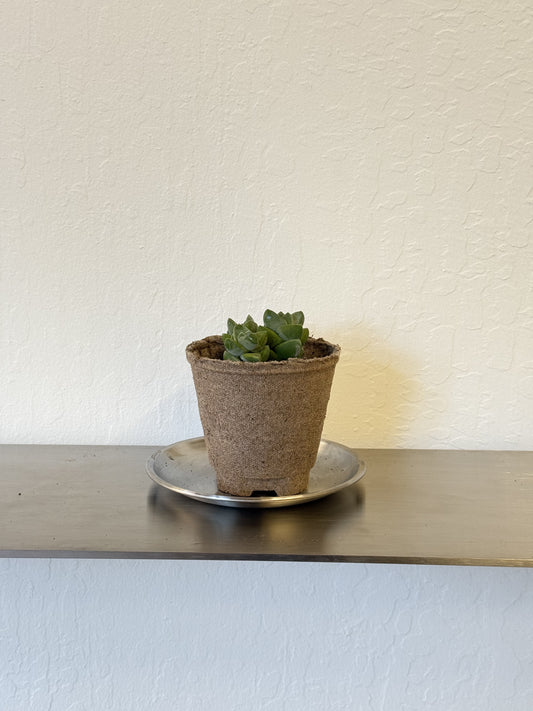 succulent20