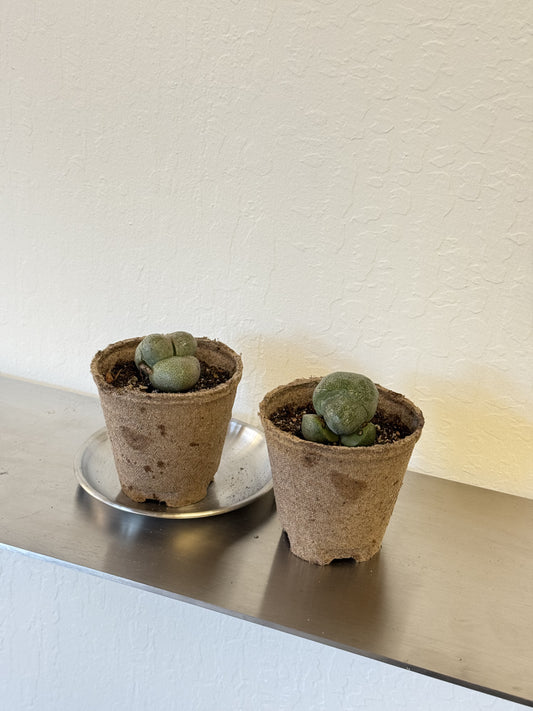 Pleiospilos Nelii