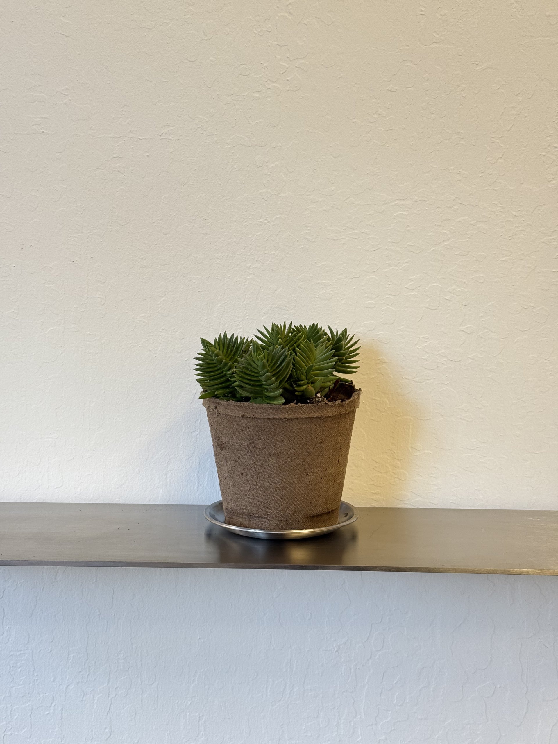 shark tooth succulent Crassula Corymbulosa 'Shark's Tooth' – Ti Tree Plants