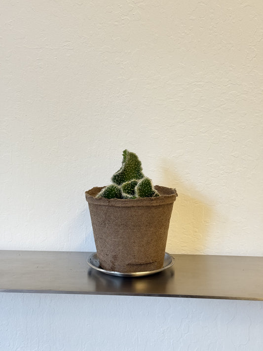 Opuntia Subulata Cristata ‘Snow Ridge’