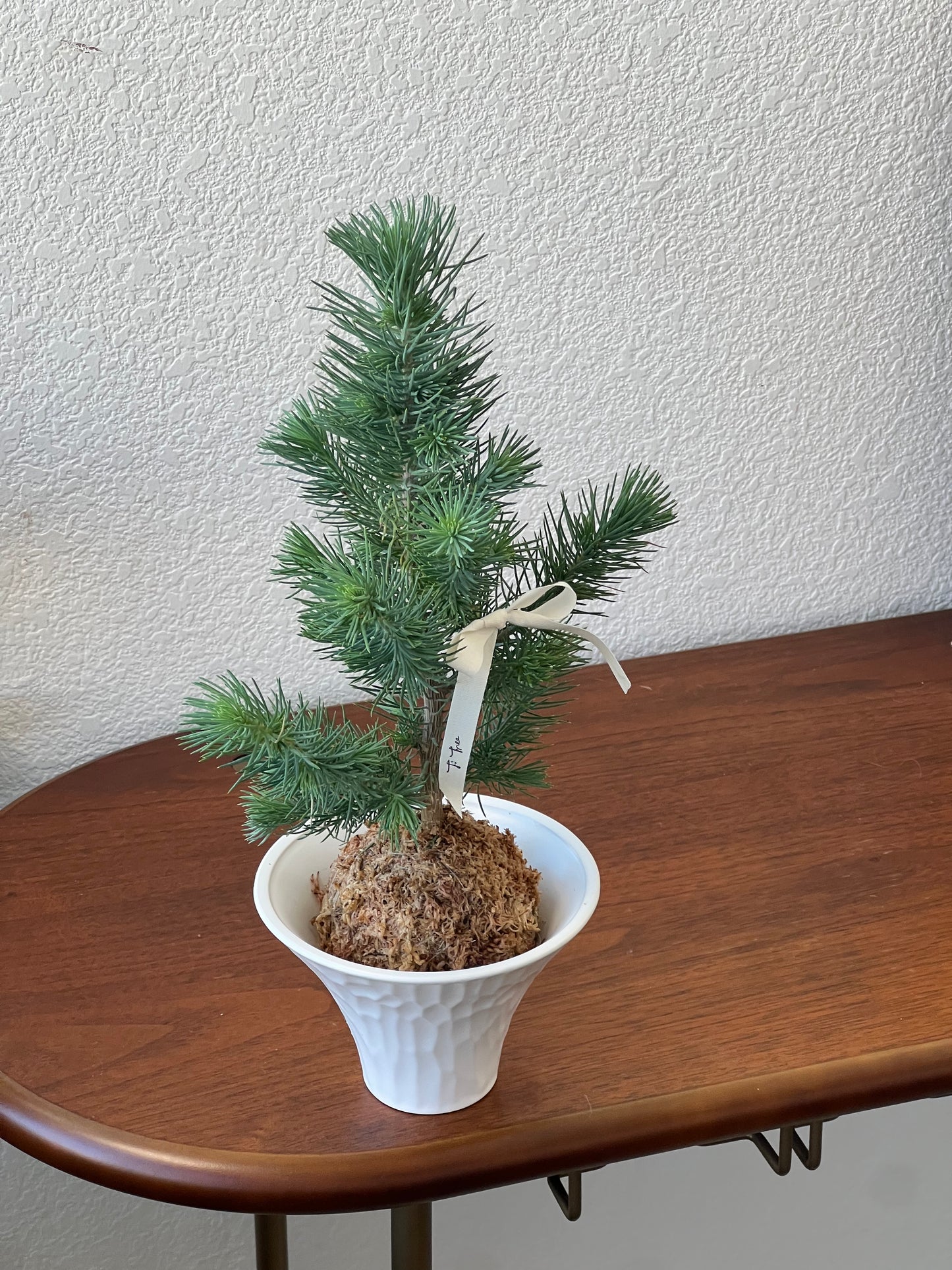 Kokedama Workshop Register - In Store on Mar 30