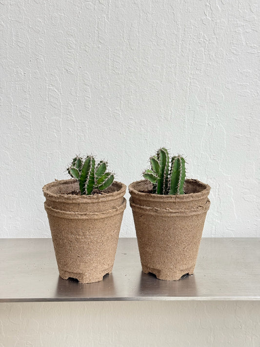 Euphorbia Polyacantha ‘Fishbone Cactus’